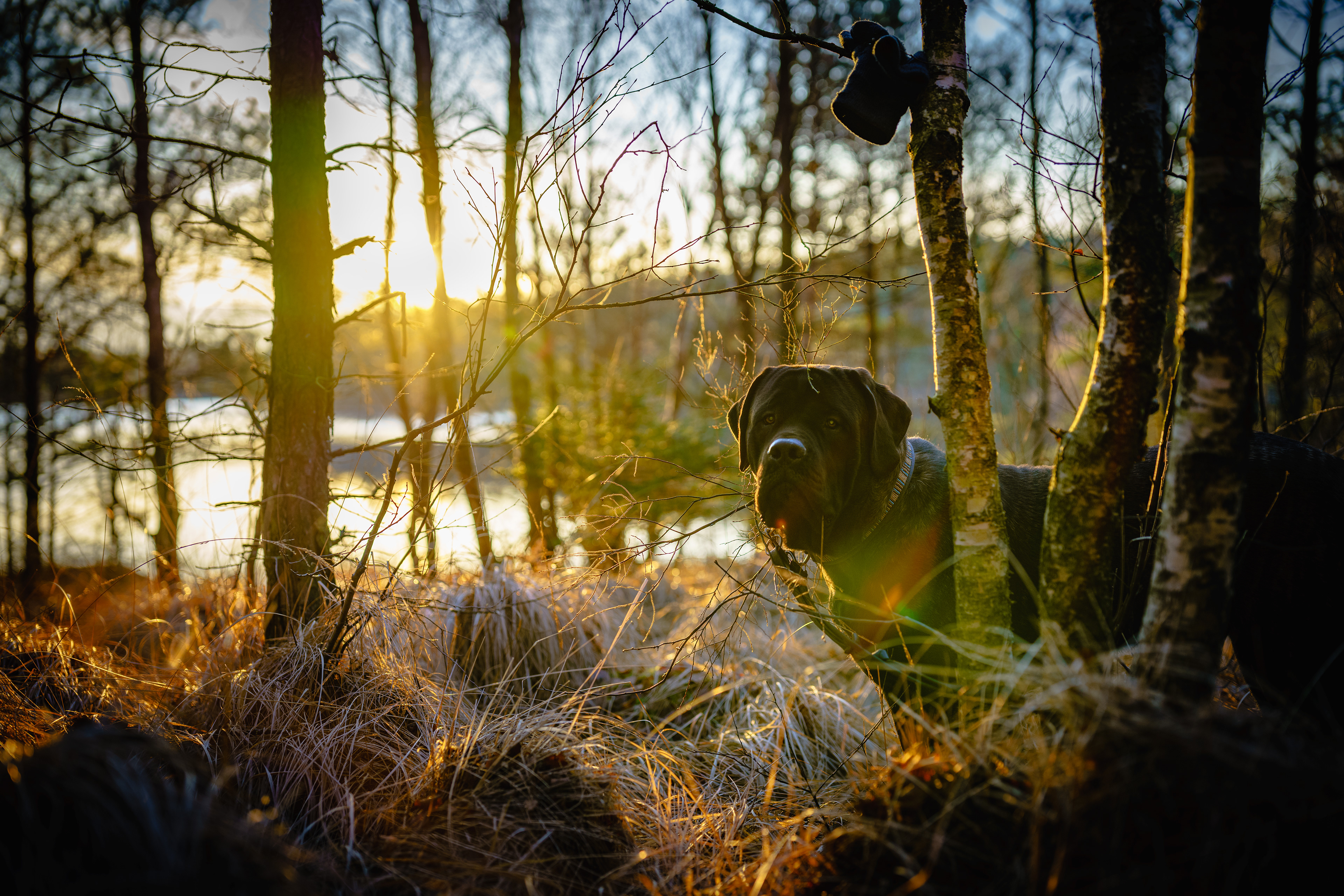 -11- © Joakim Öberg / FlamesPhoto