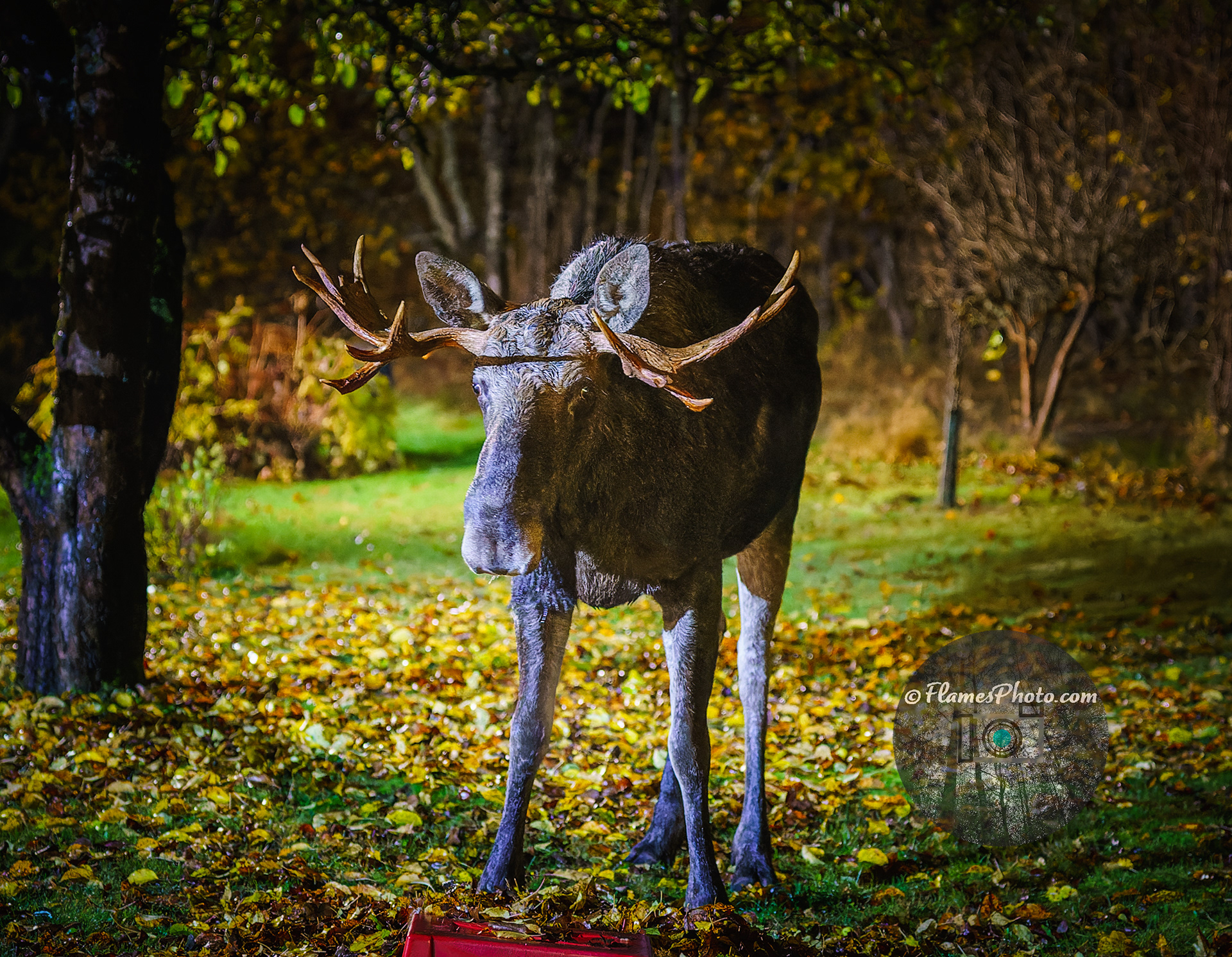 -9- © Joakim Öberg / FlamesPhoto