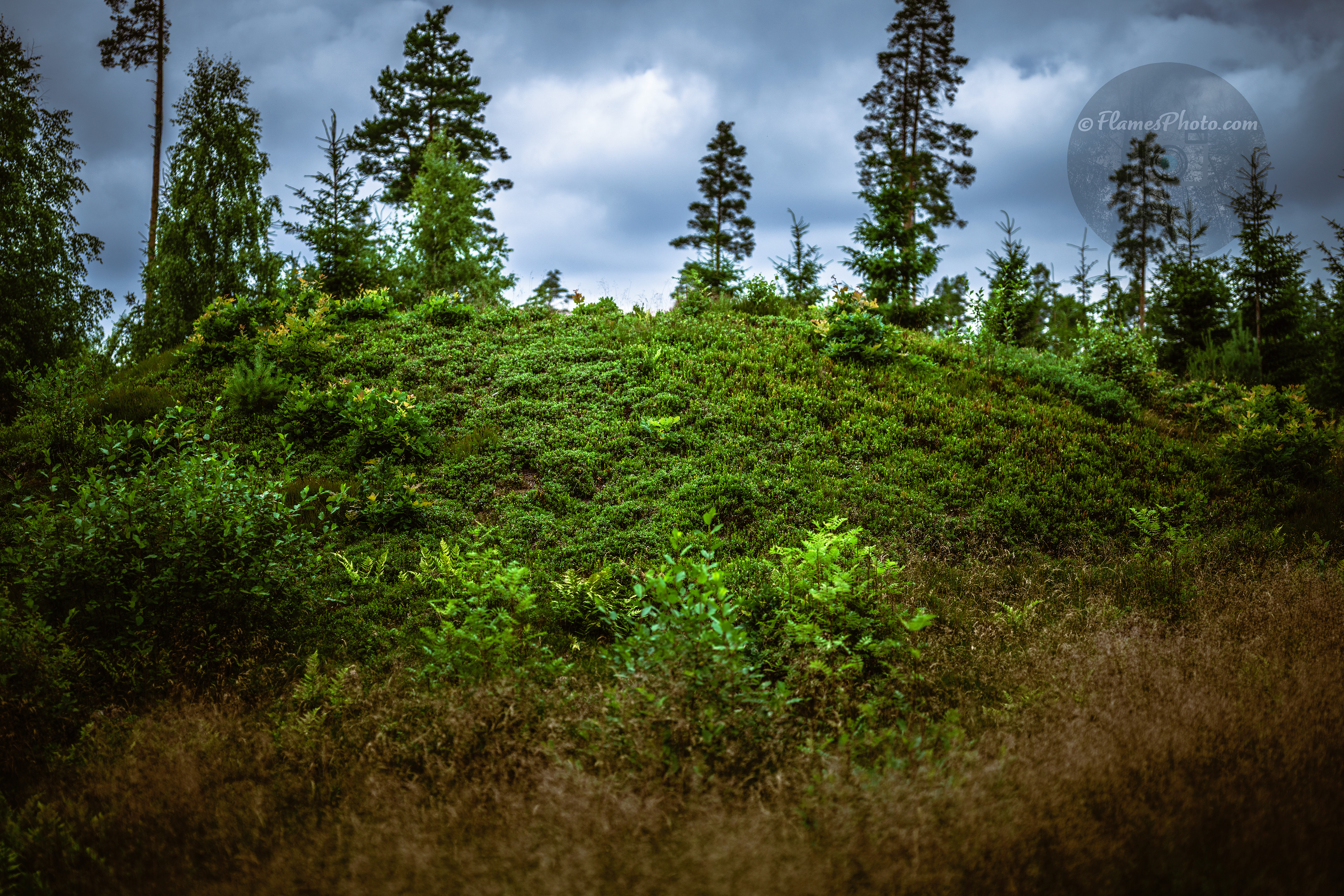 -13- © Joakim Öberg / FlamesPhoto