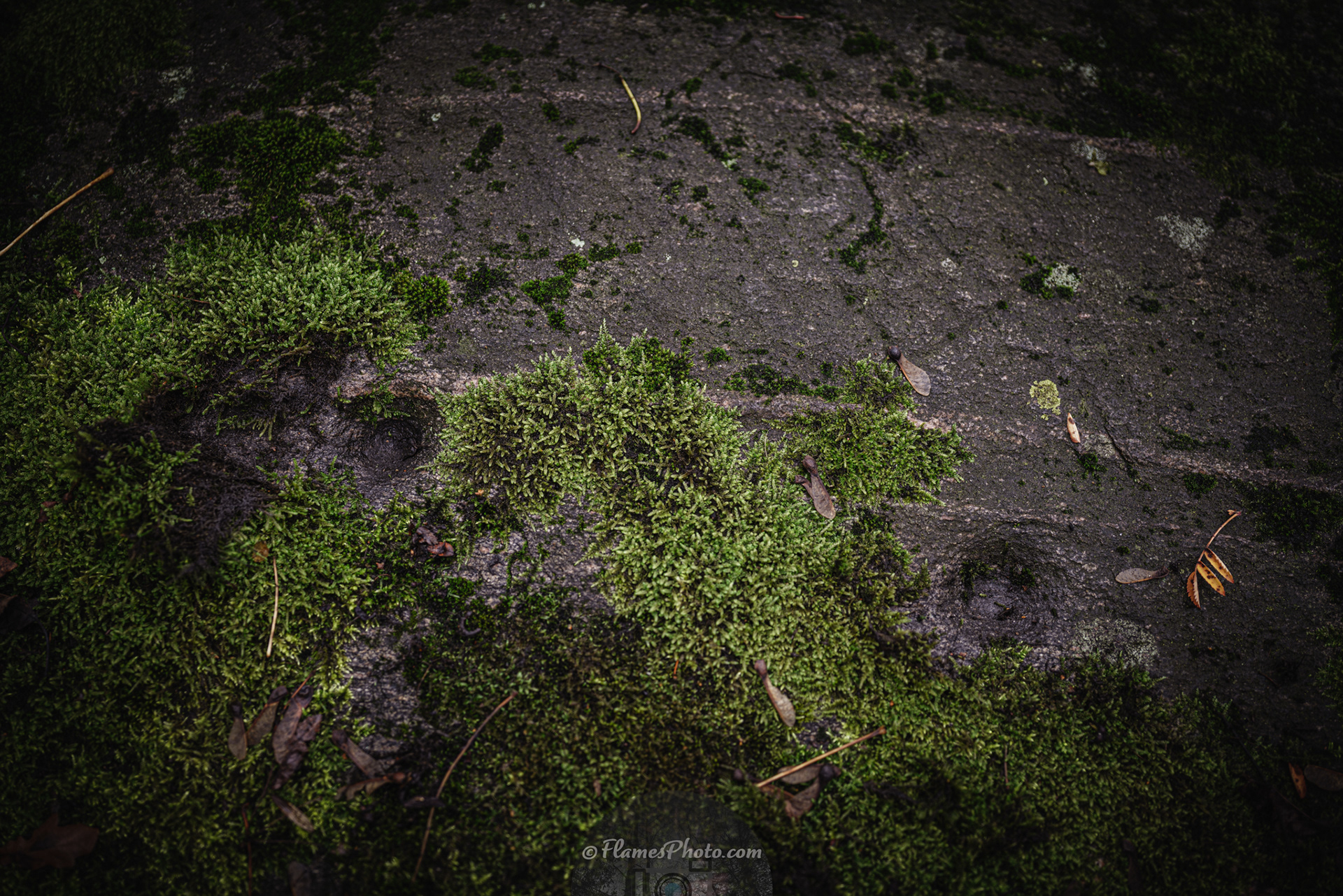 -3- © Joakim Öberg / FlamesPhoto