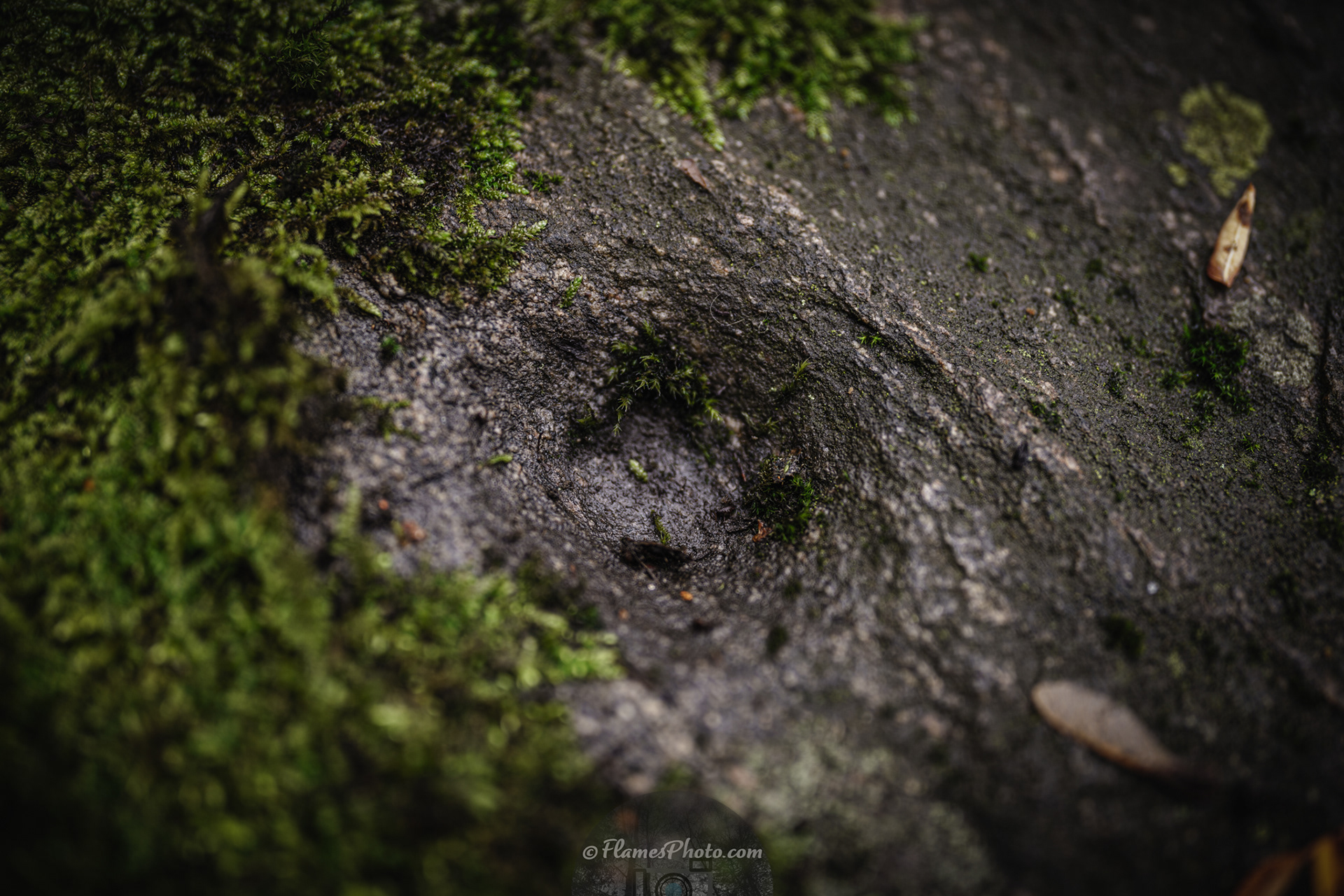 -2- © Joakim Öberg / FlamesPhoto