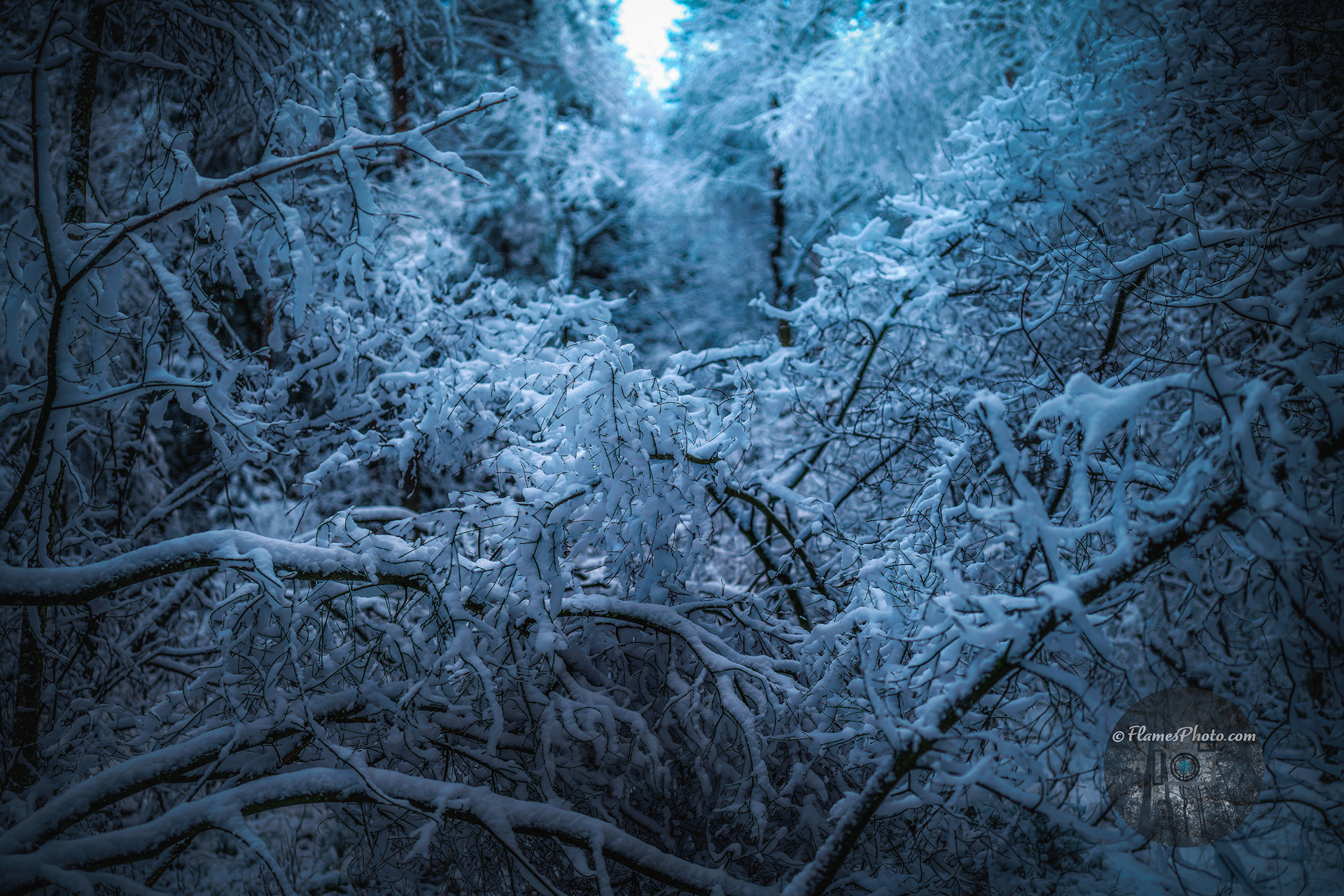 -19- © Joakim Öberg / FlamesPhoto