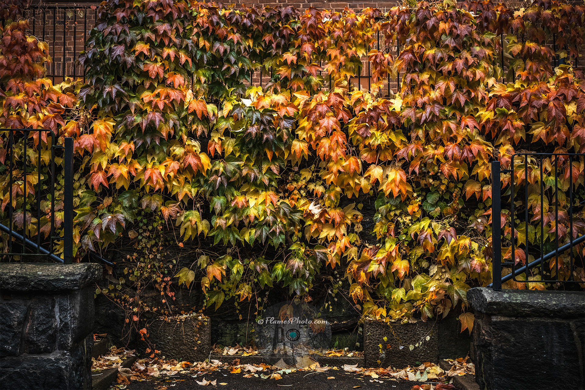 -6- © Joakim Öberg / FlamesPhoto