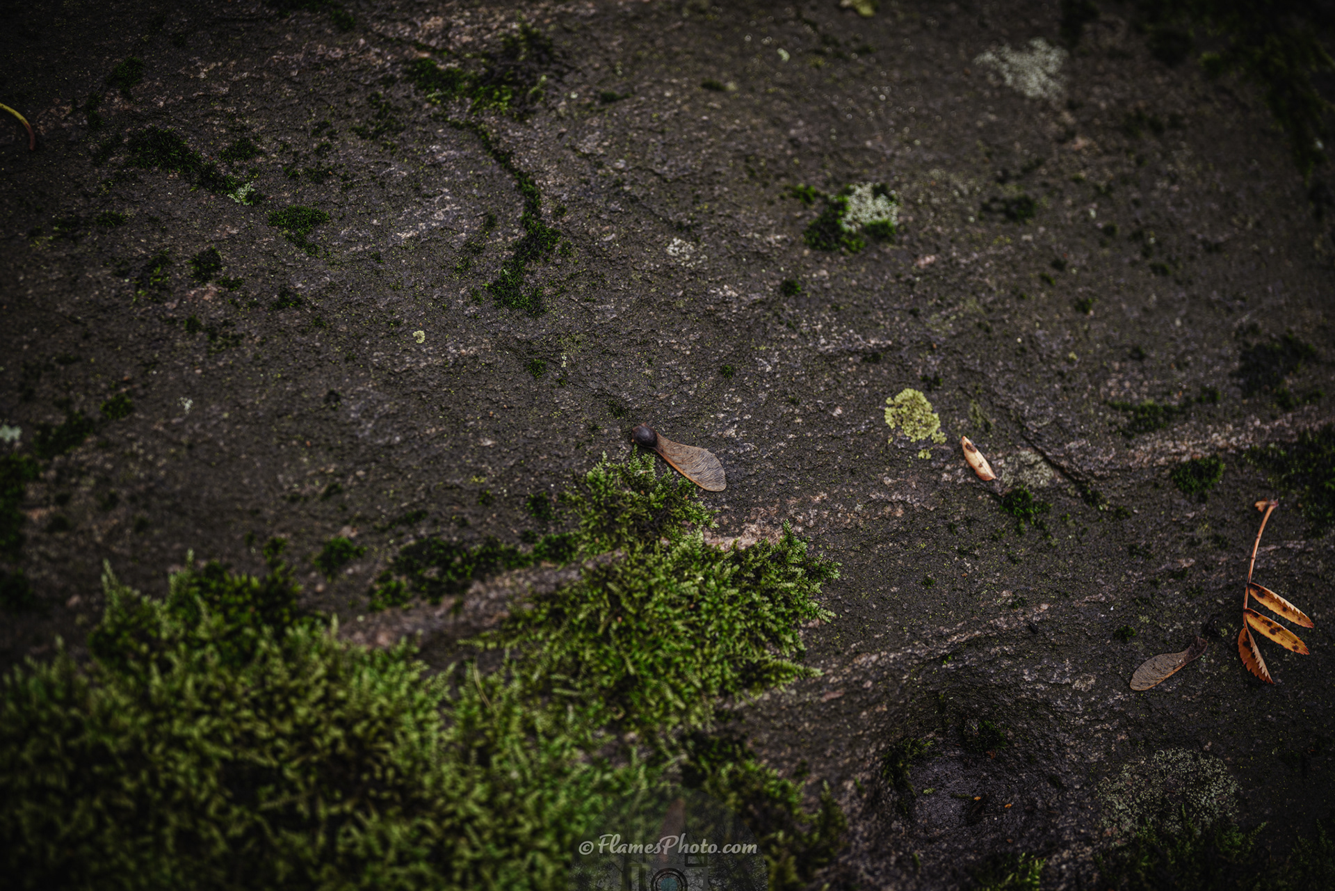 -4- © Joakim Öberg / FlamesPhoto