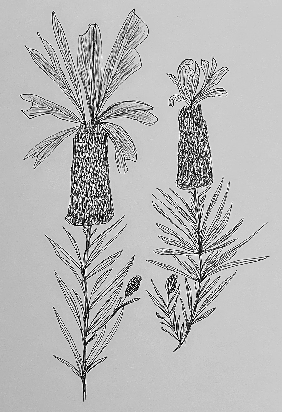 Pencil Drawing - French Lavenders