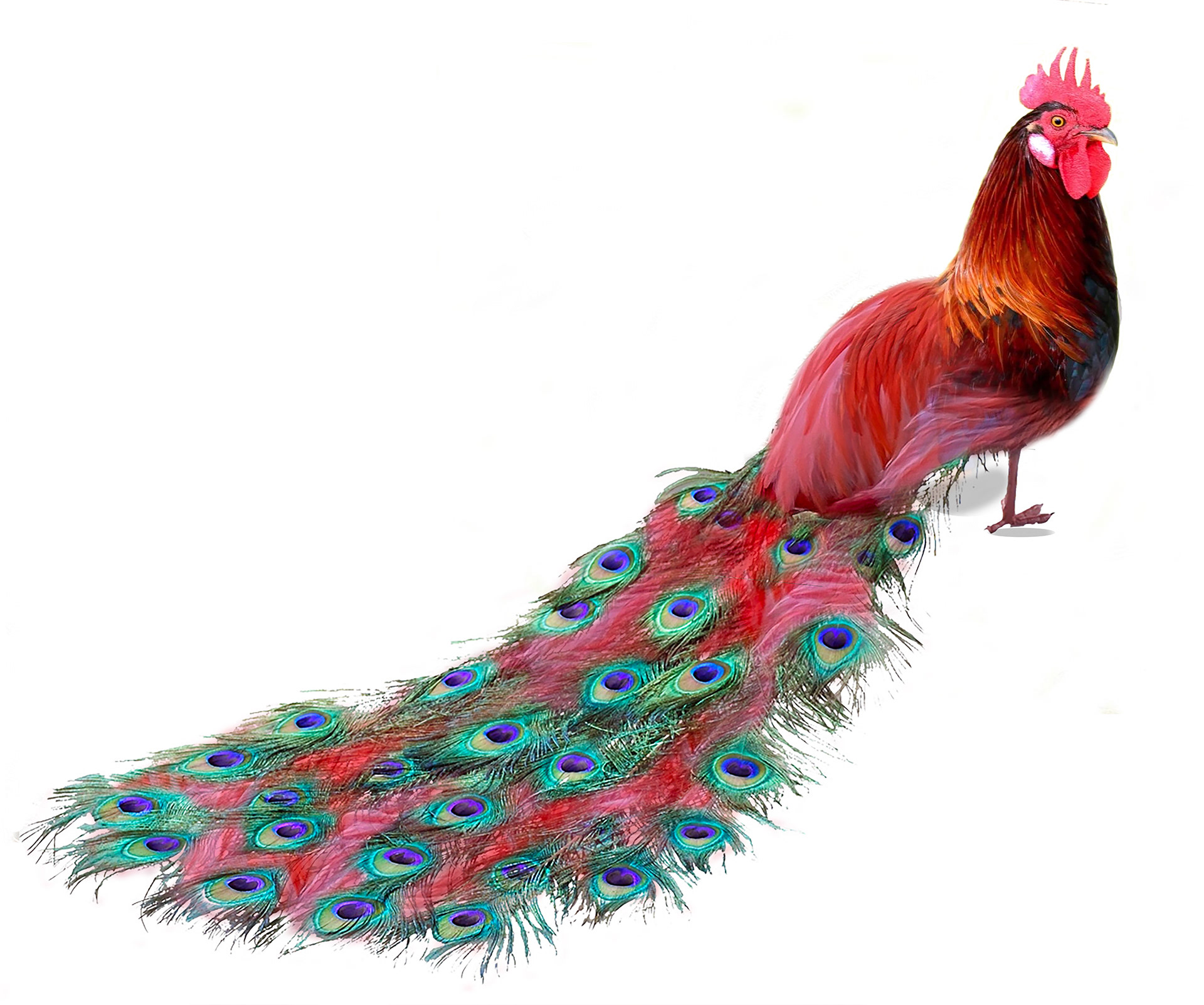 Animal Composite I