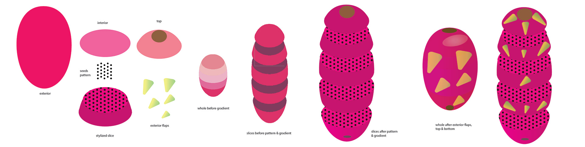 Fruit Anatomy - Dragonfruit