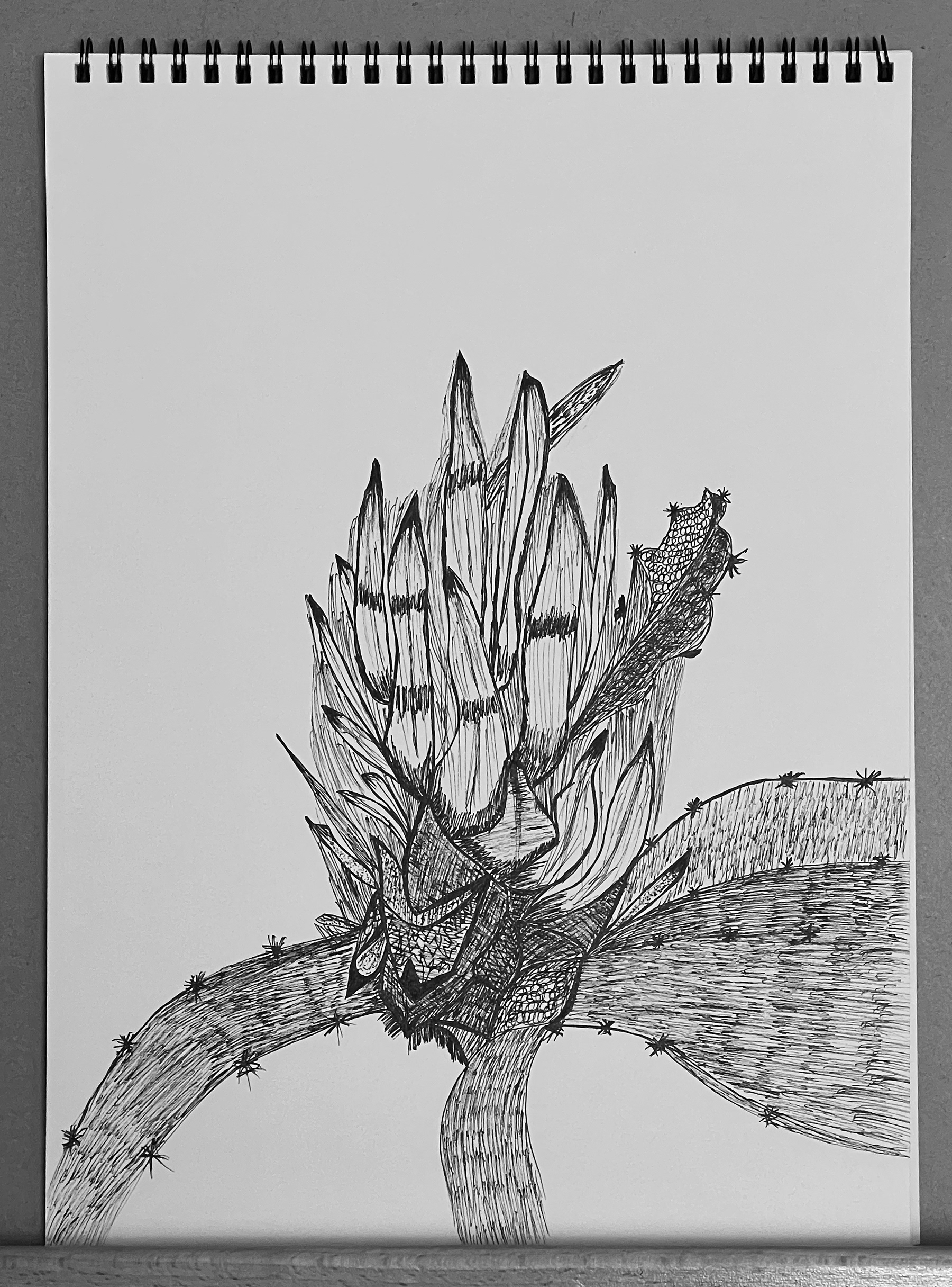 Pen Drawing - Dragonfruit
