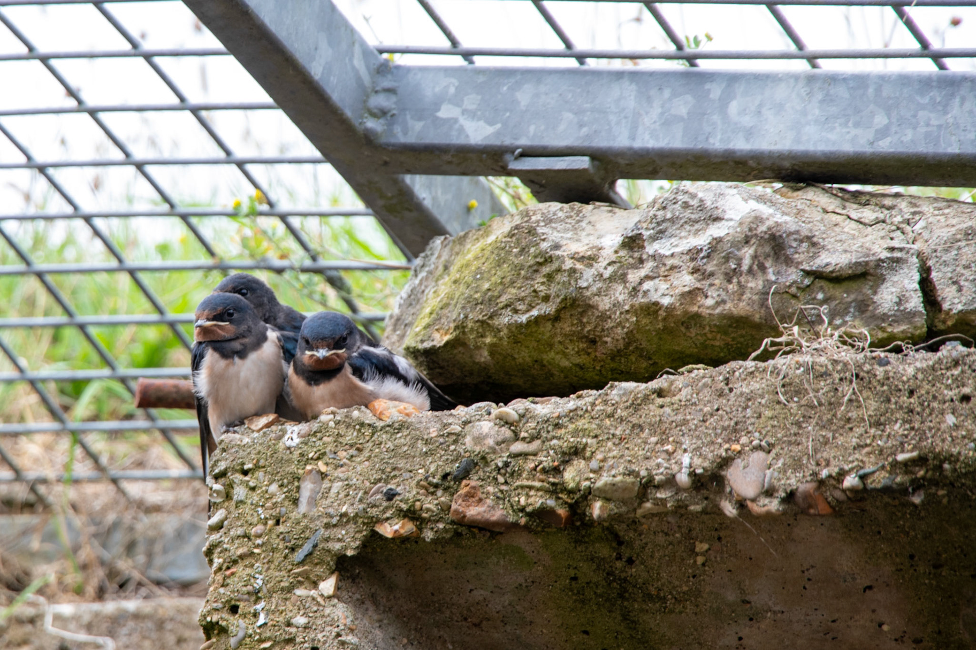 #2025 #batterie d'azeville