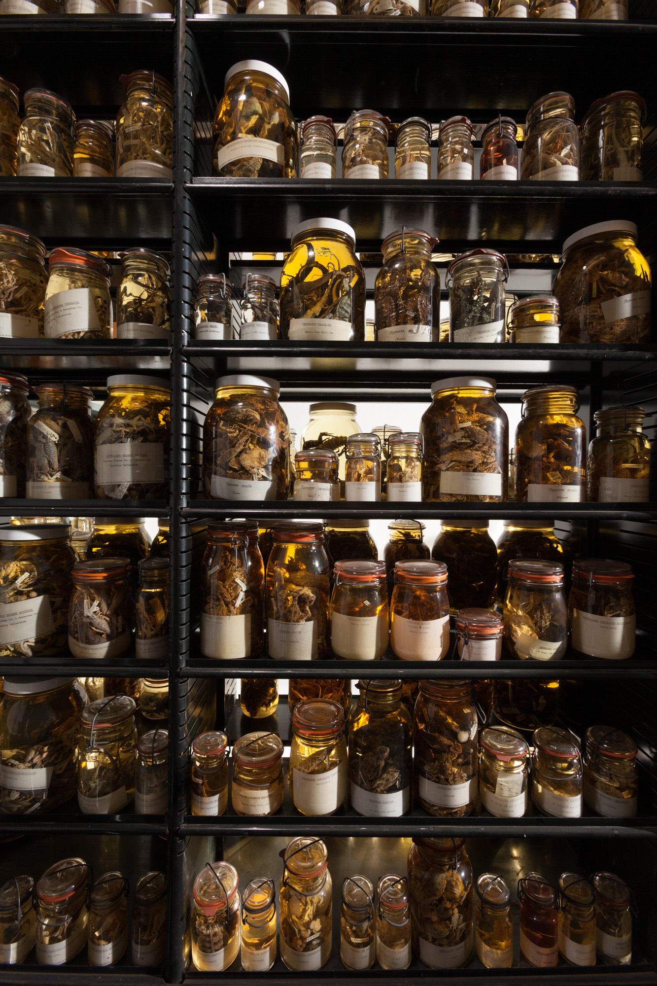 Preserved specimens in CMNH’s “Alcohol House”