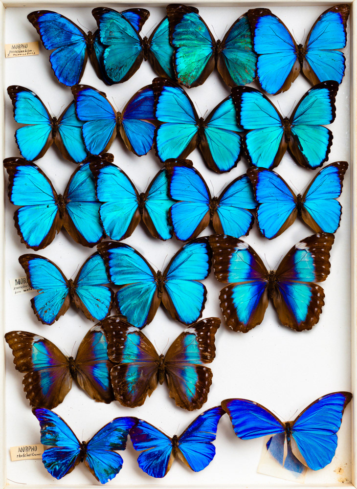 Butterfly drawer from the collection of the Carnegie Museum of Natural History