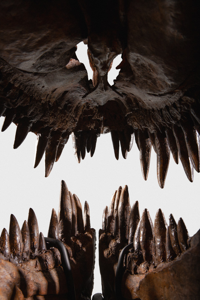 “Type” specimen of Tyrannosaurus Rex at Carnegie Museum of Natural History as seen from inside the skull