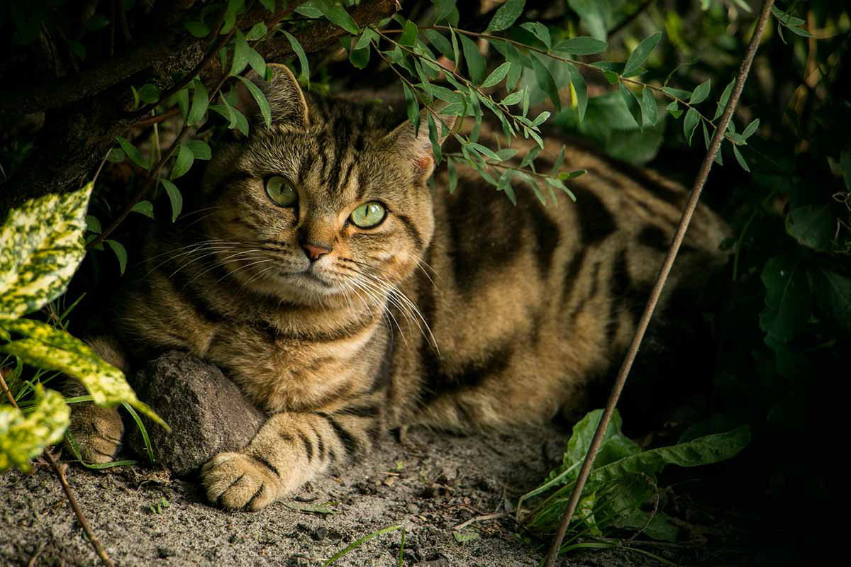 Cats eyes