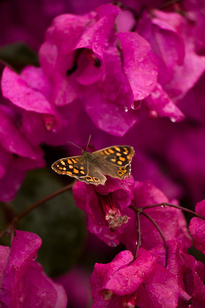 Bougainvillea in Portugal