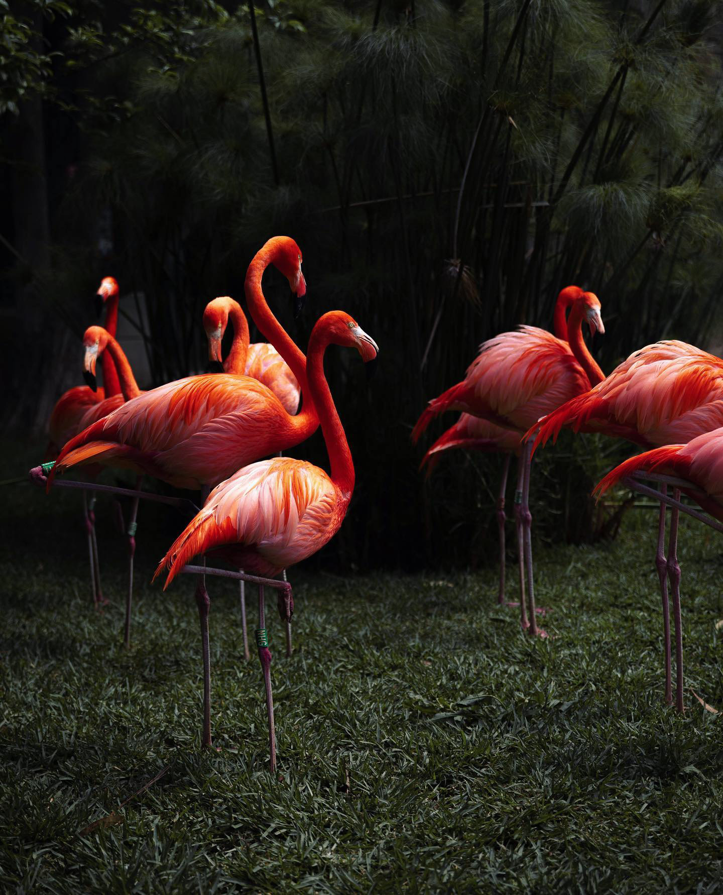 Flamingo in Portugal
