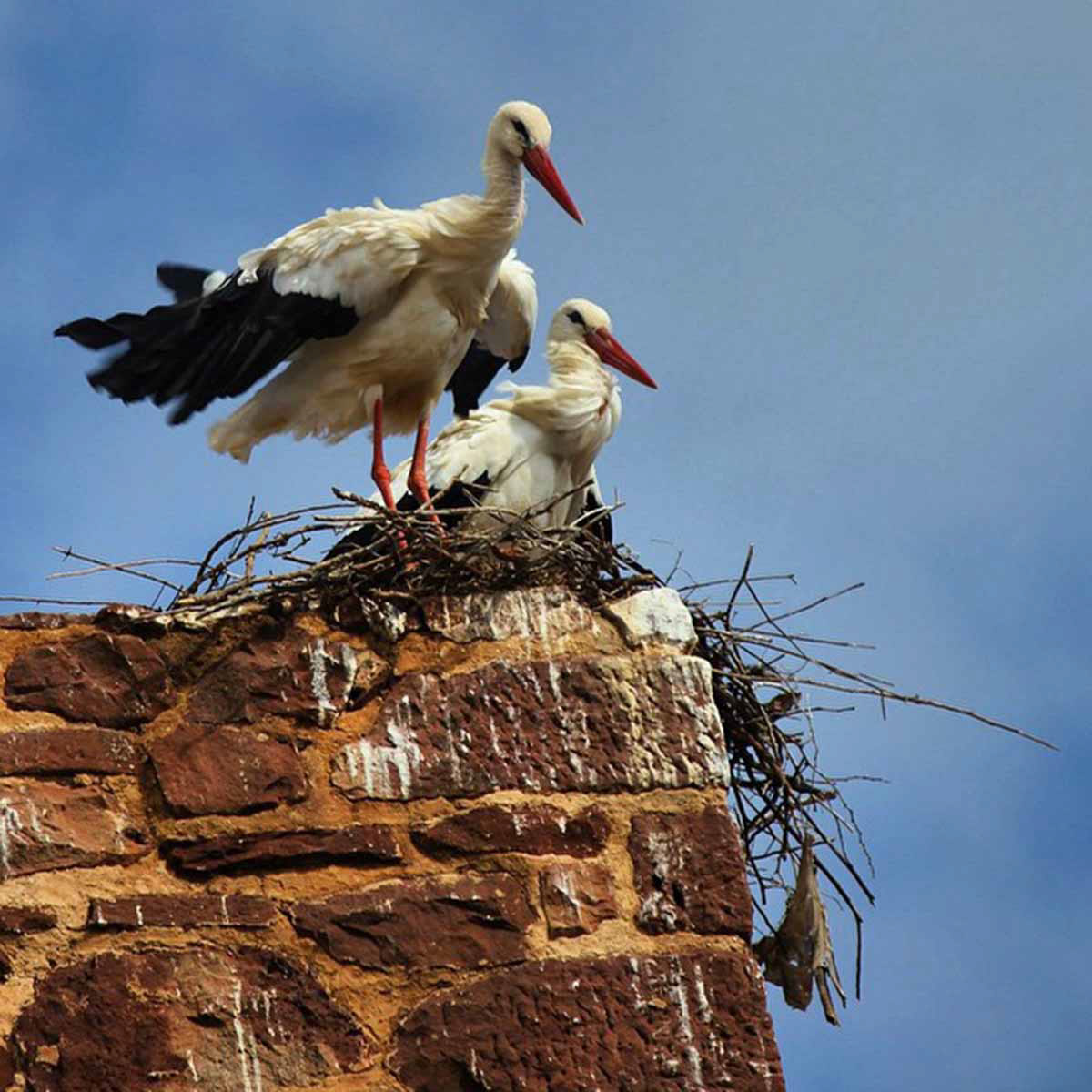 Storks in Silves