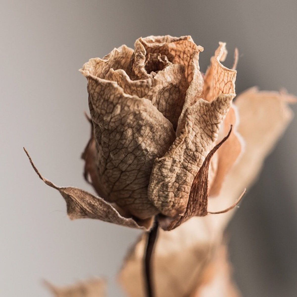 Dead Flower