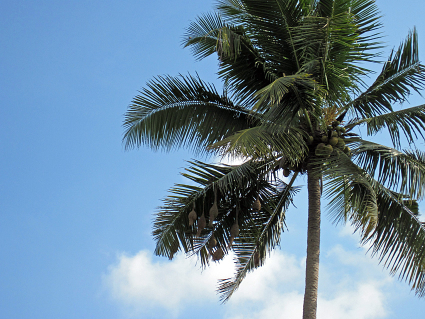 Baya Weaver Bird Nests, Kochi