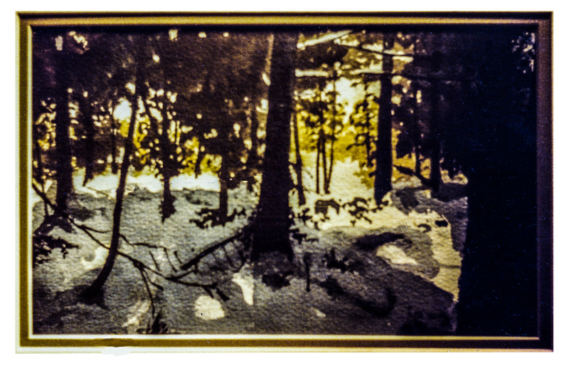 'Forest' 1982