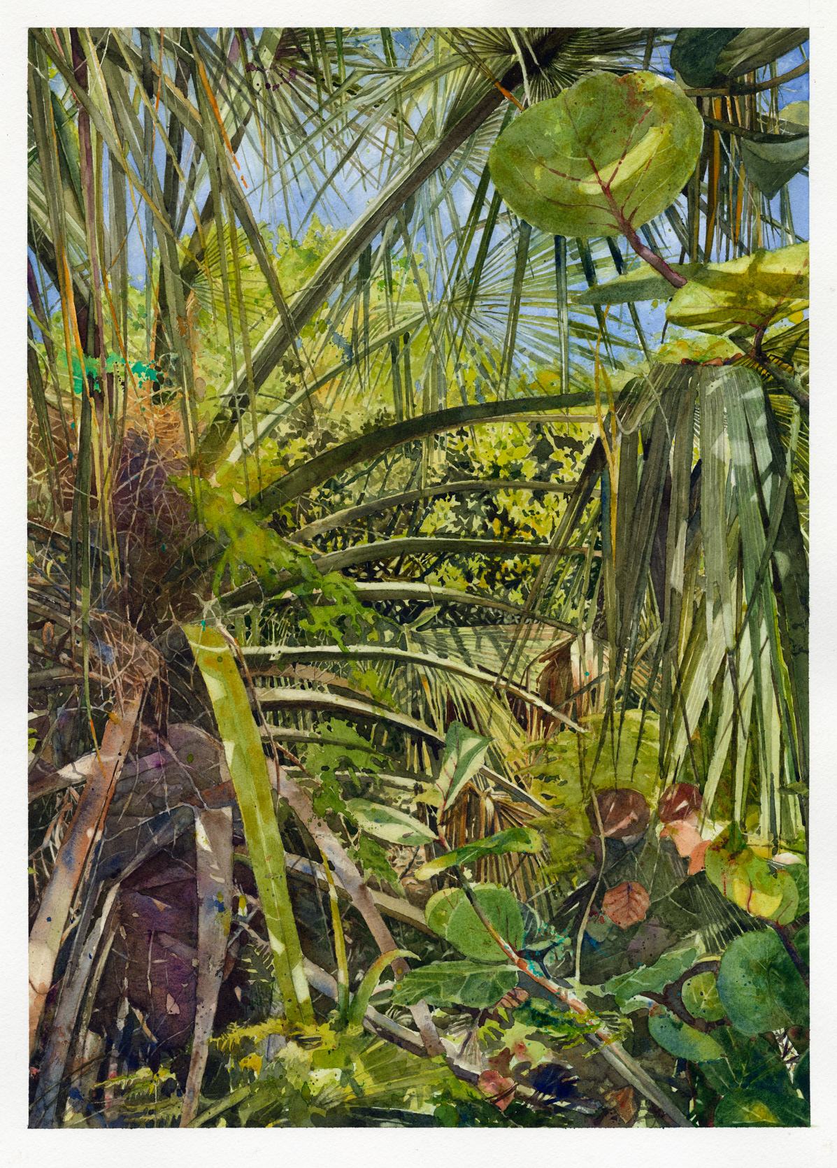 'Bermuda Subtropical'