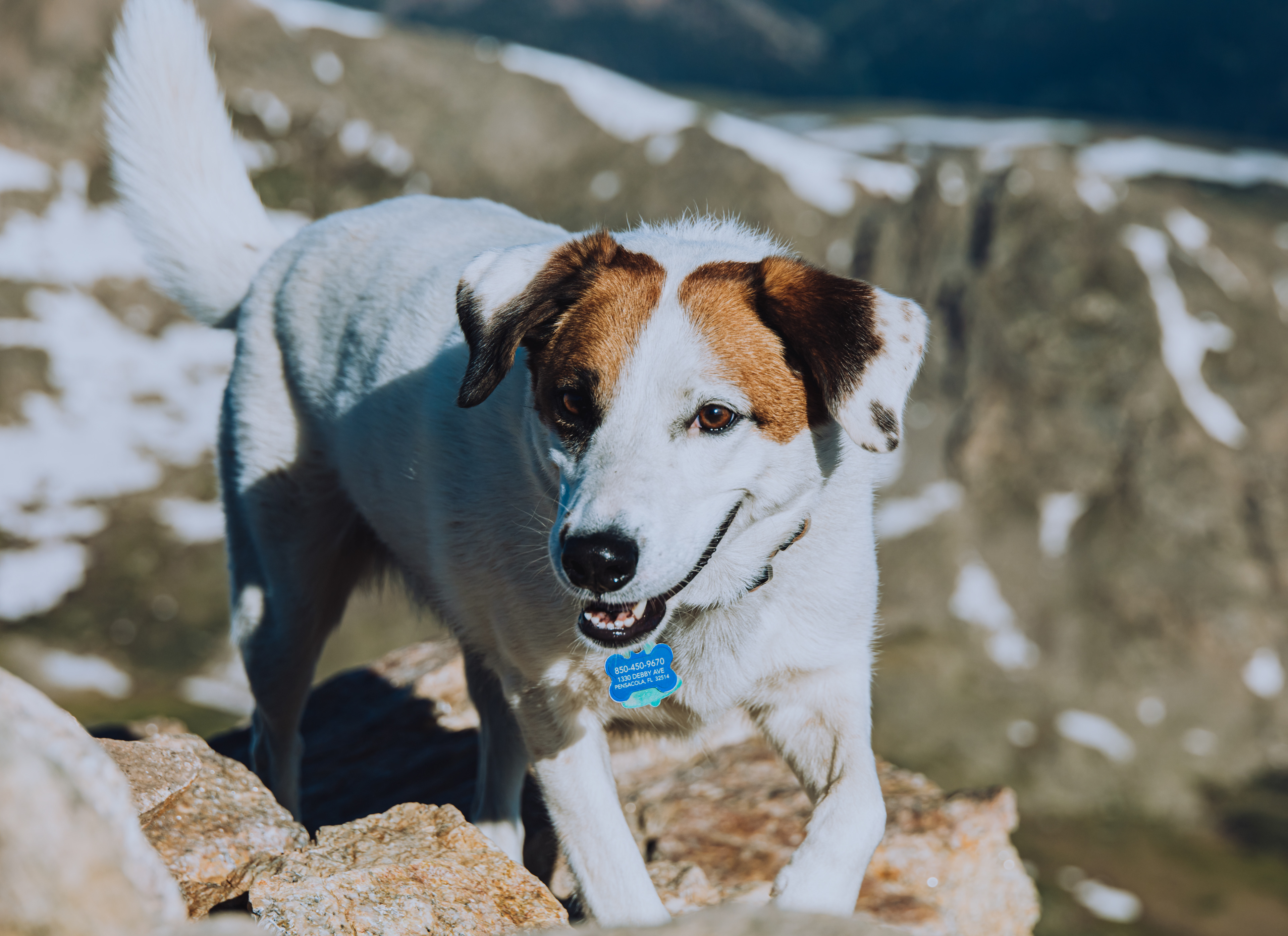 A good boy on the trail will always raise your spirits.