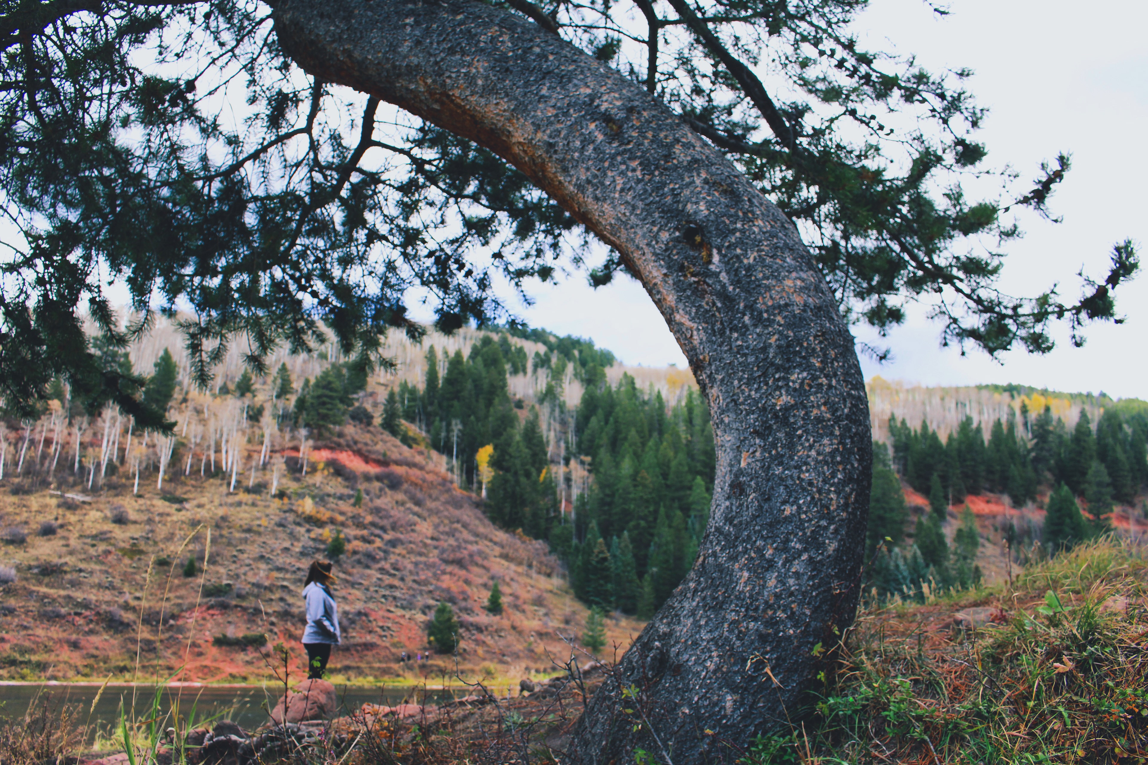 A crooked pine at Sylvan Lake.