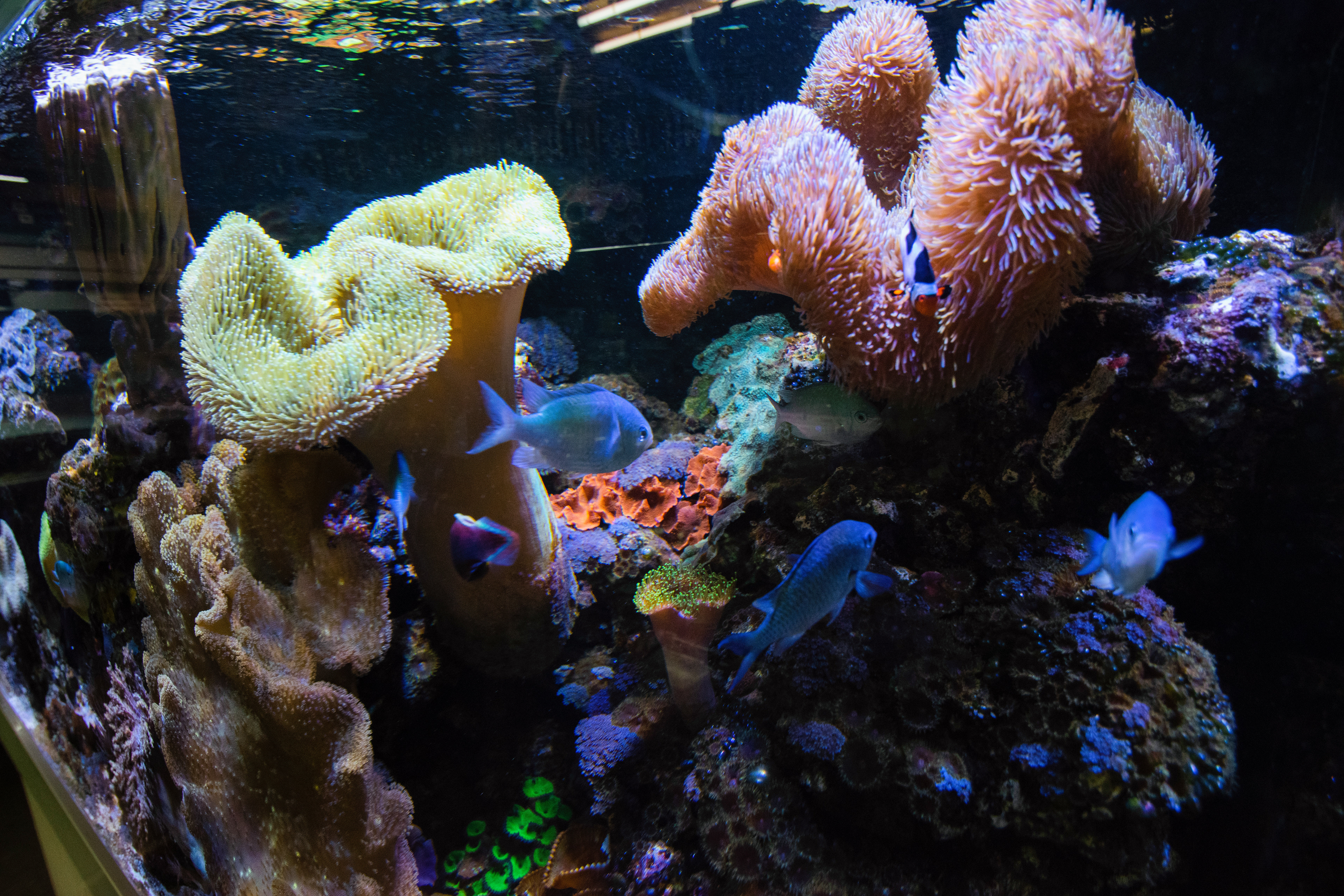 Aqua Dome- Austin, TX