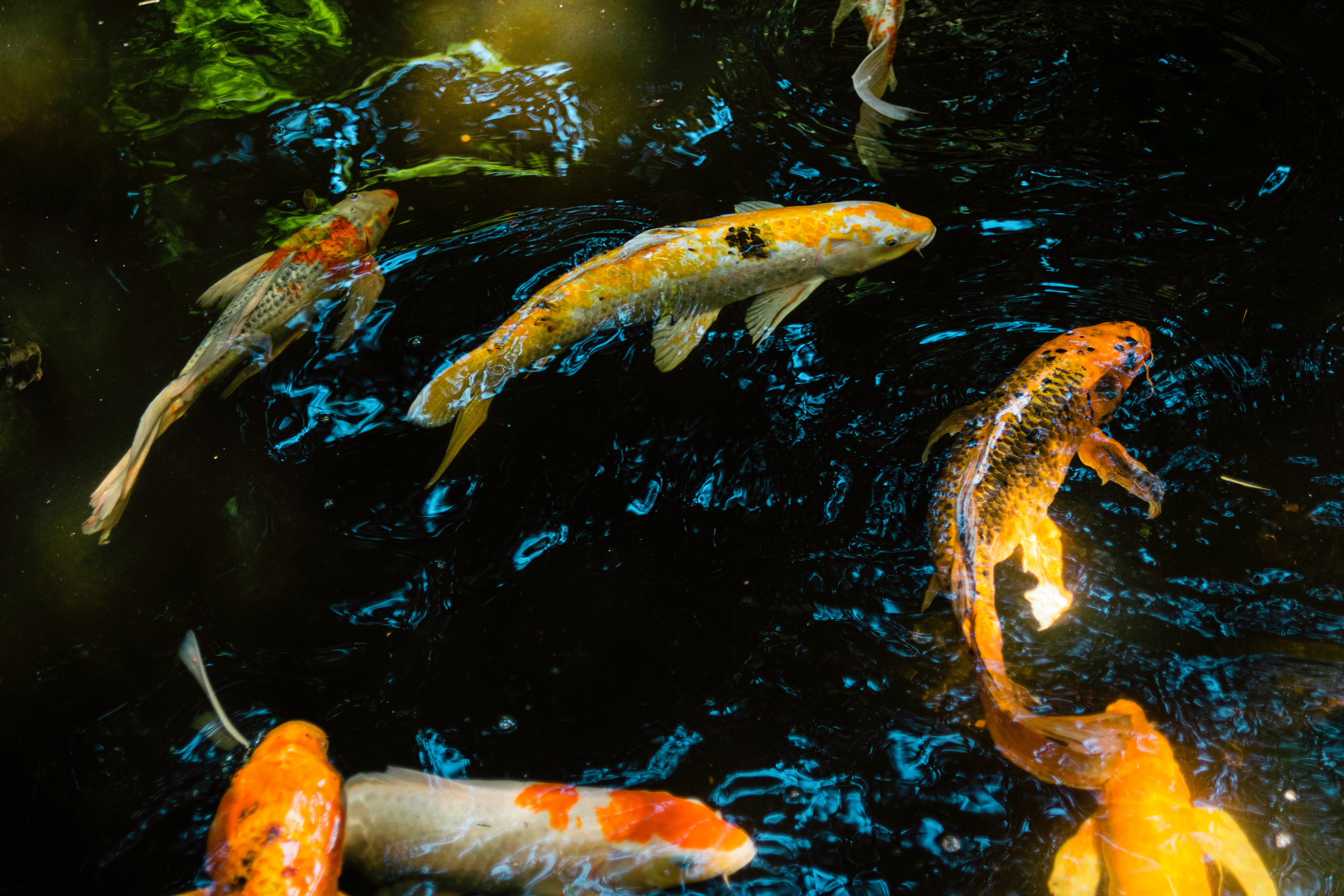 Koi