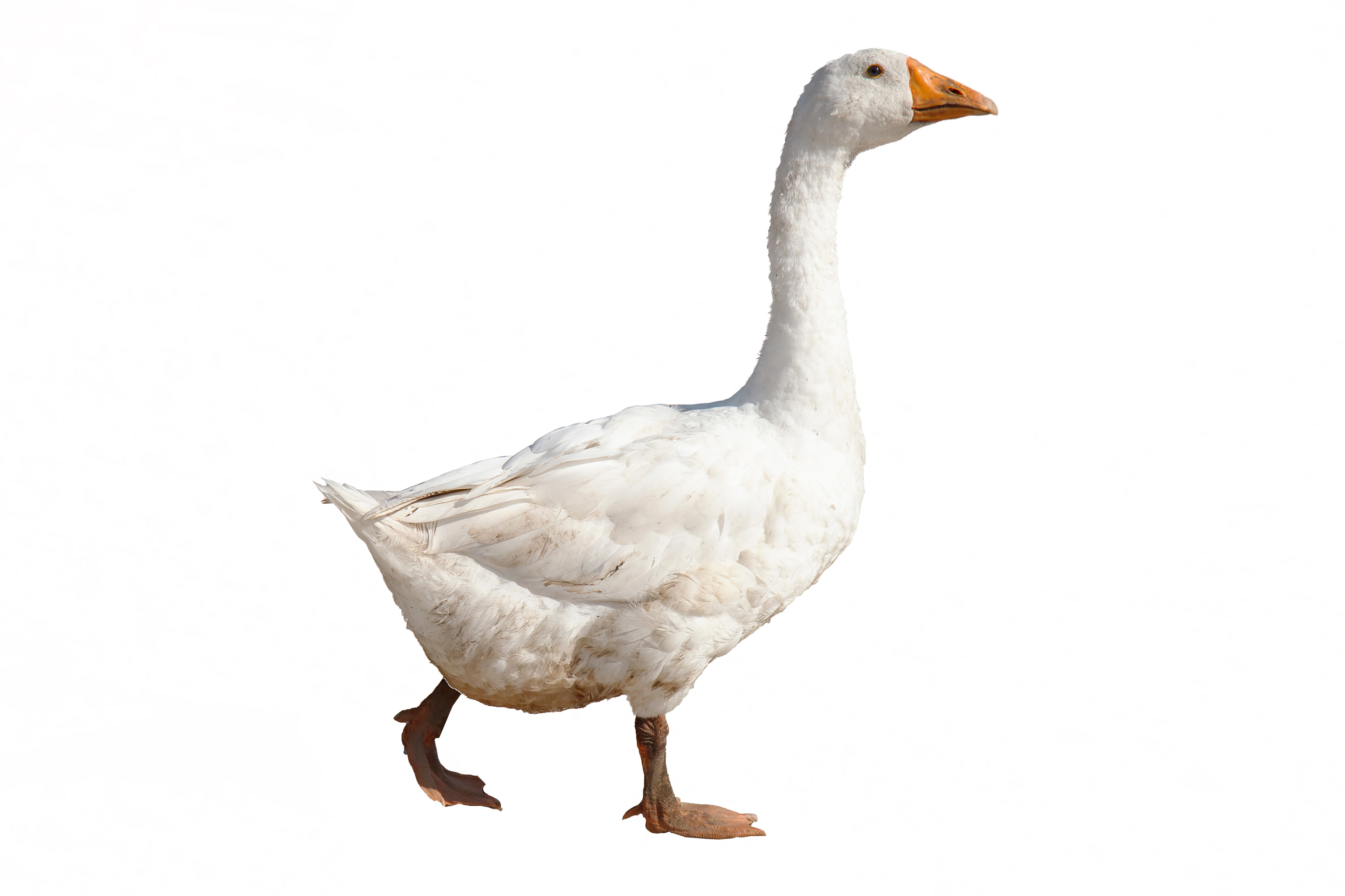 die gansundgold Gans ganz natürlich