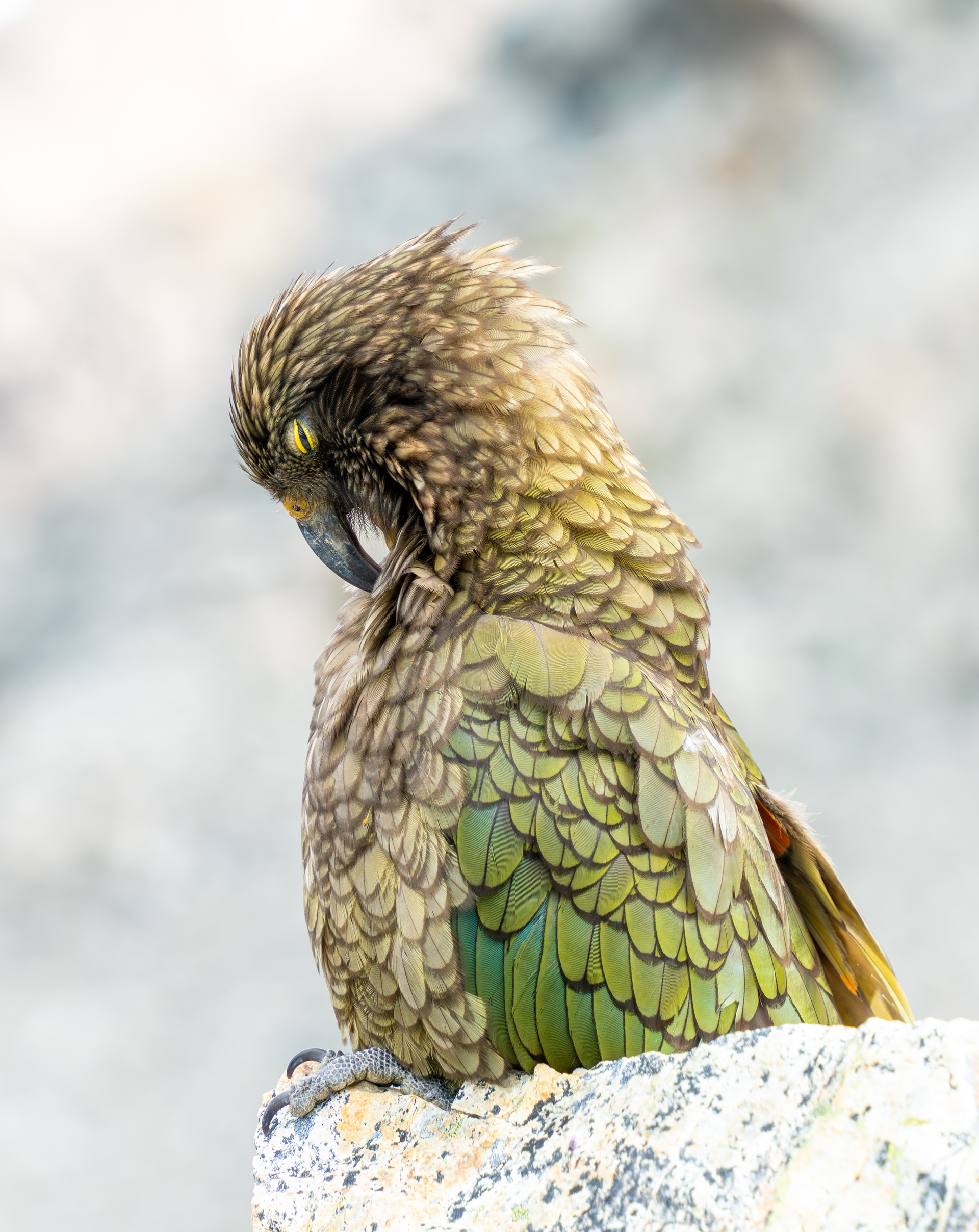 A sleepy Kea, New Zealand's Alpine Parrot