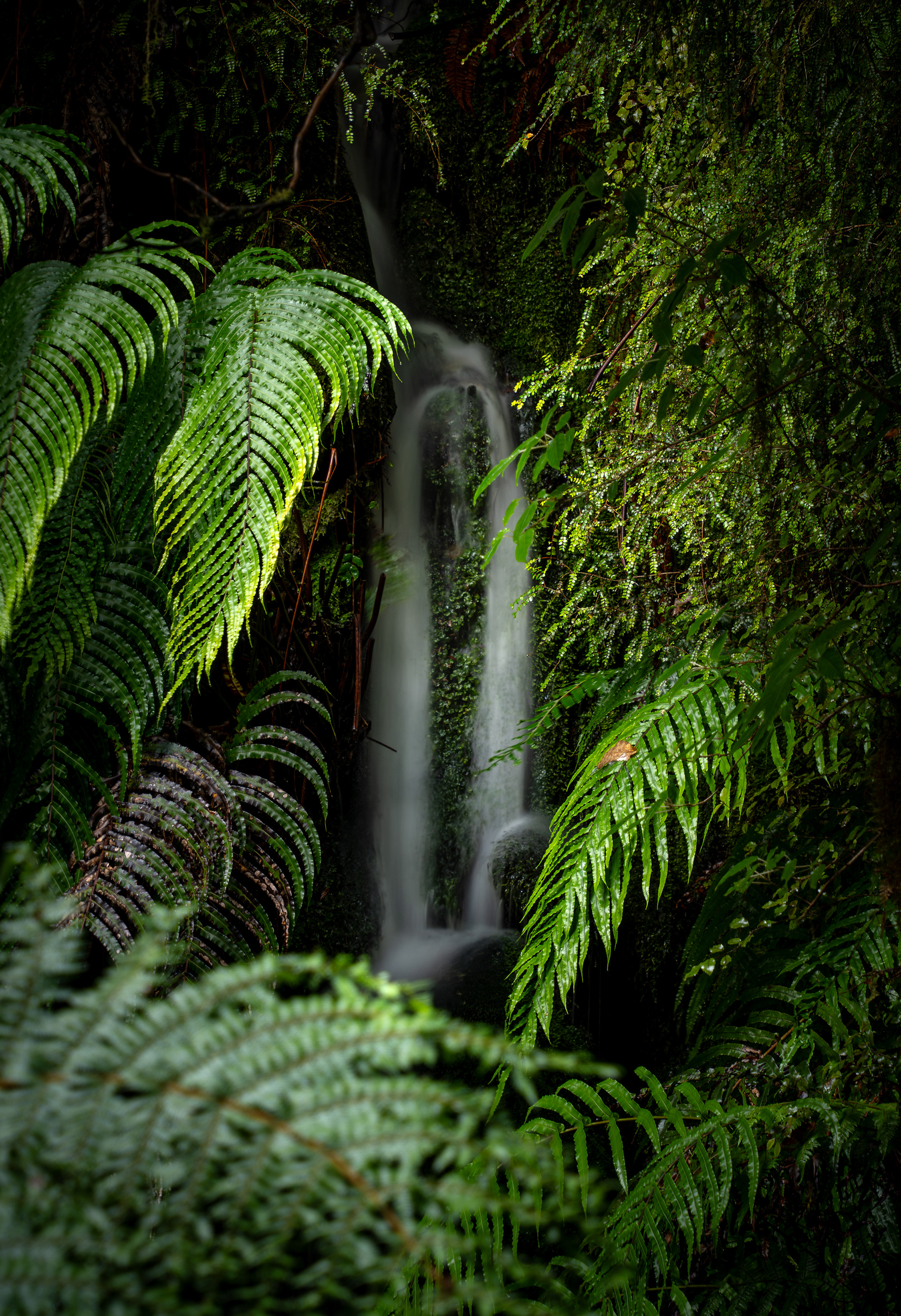 A hidden waterfall in the temperate rainforest of New Zealand's Westland Tai Poutini National Park