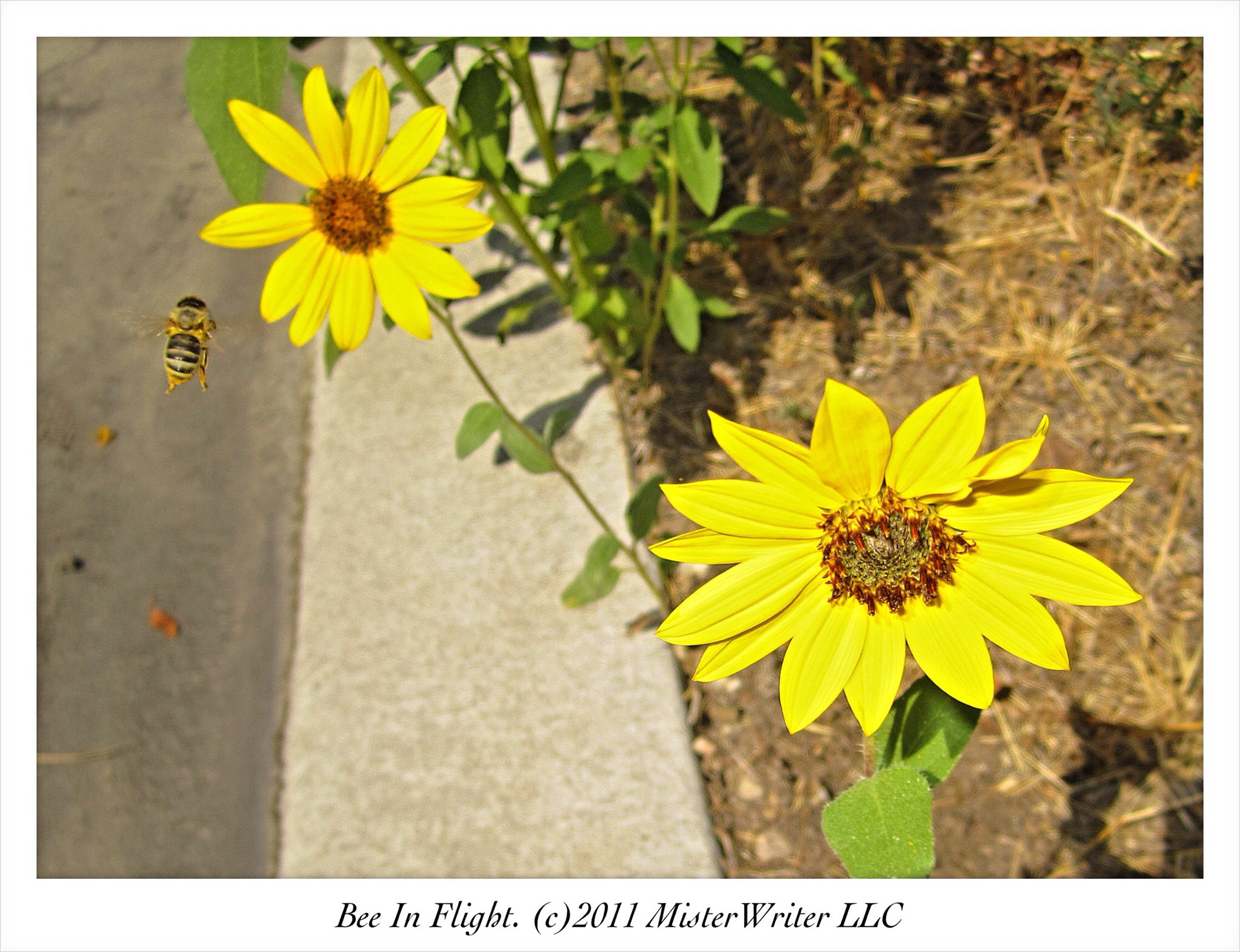Flying with a bee