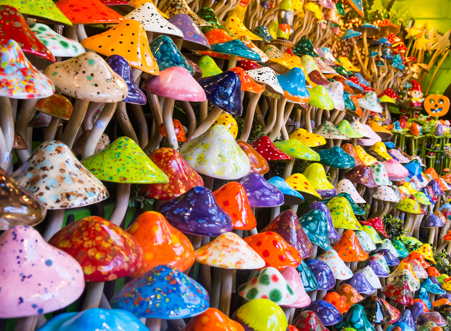 Psychedelic Mushrooms