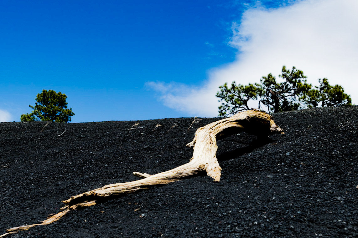 This struggling root had grown against the acidic lava rock, to support the ecosysten that was decimated by the Sunset Crater Volcano.