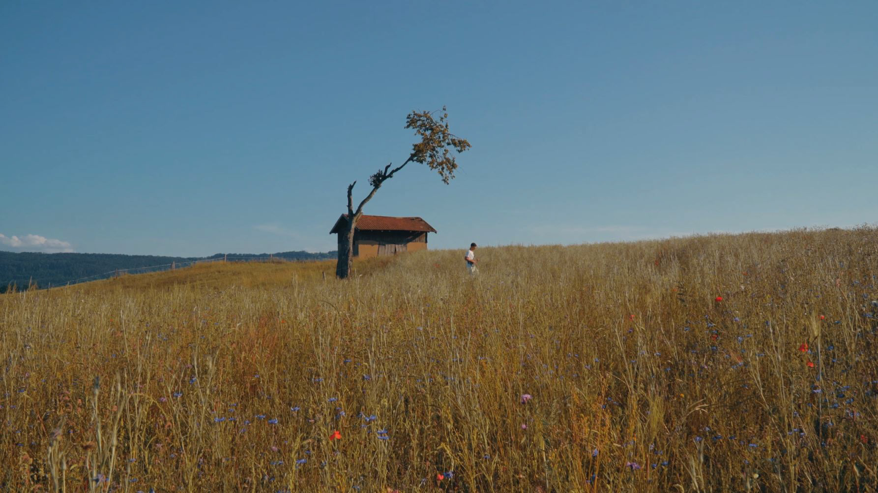 intimist cigales music video cover 