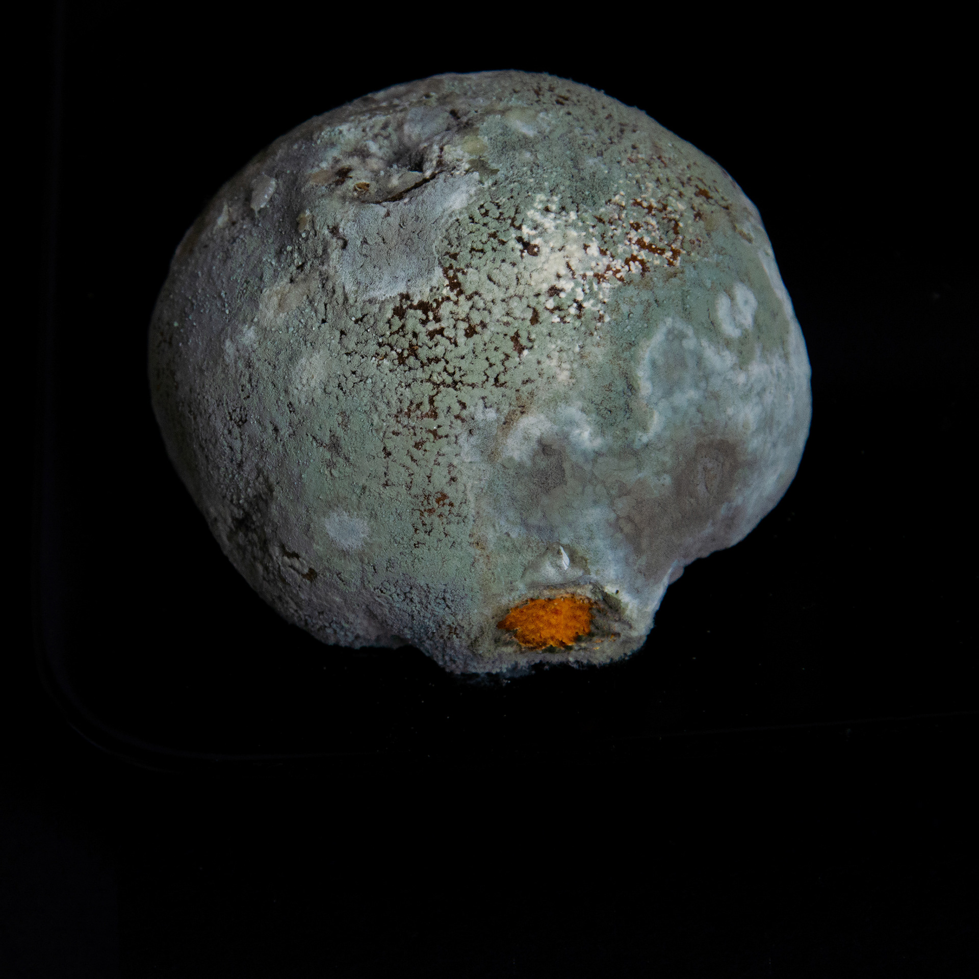 mouldy citrus fruit isolated on dark background