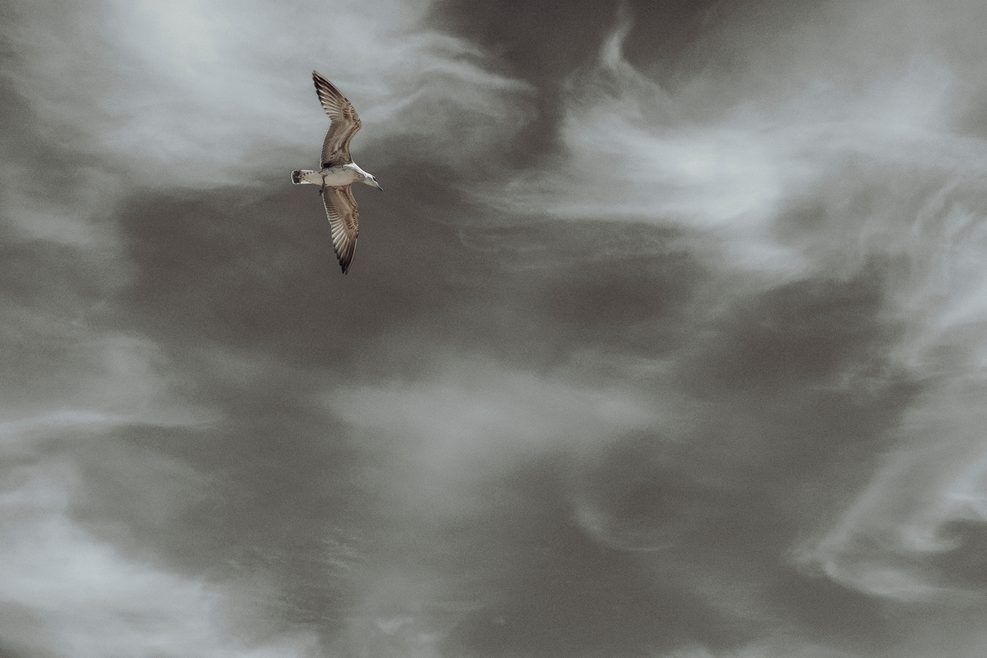 bird suspended in moving cloud structure