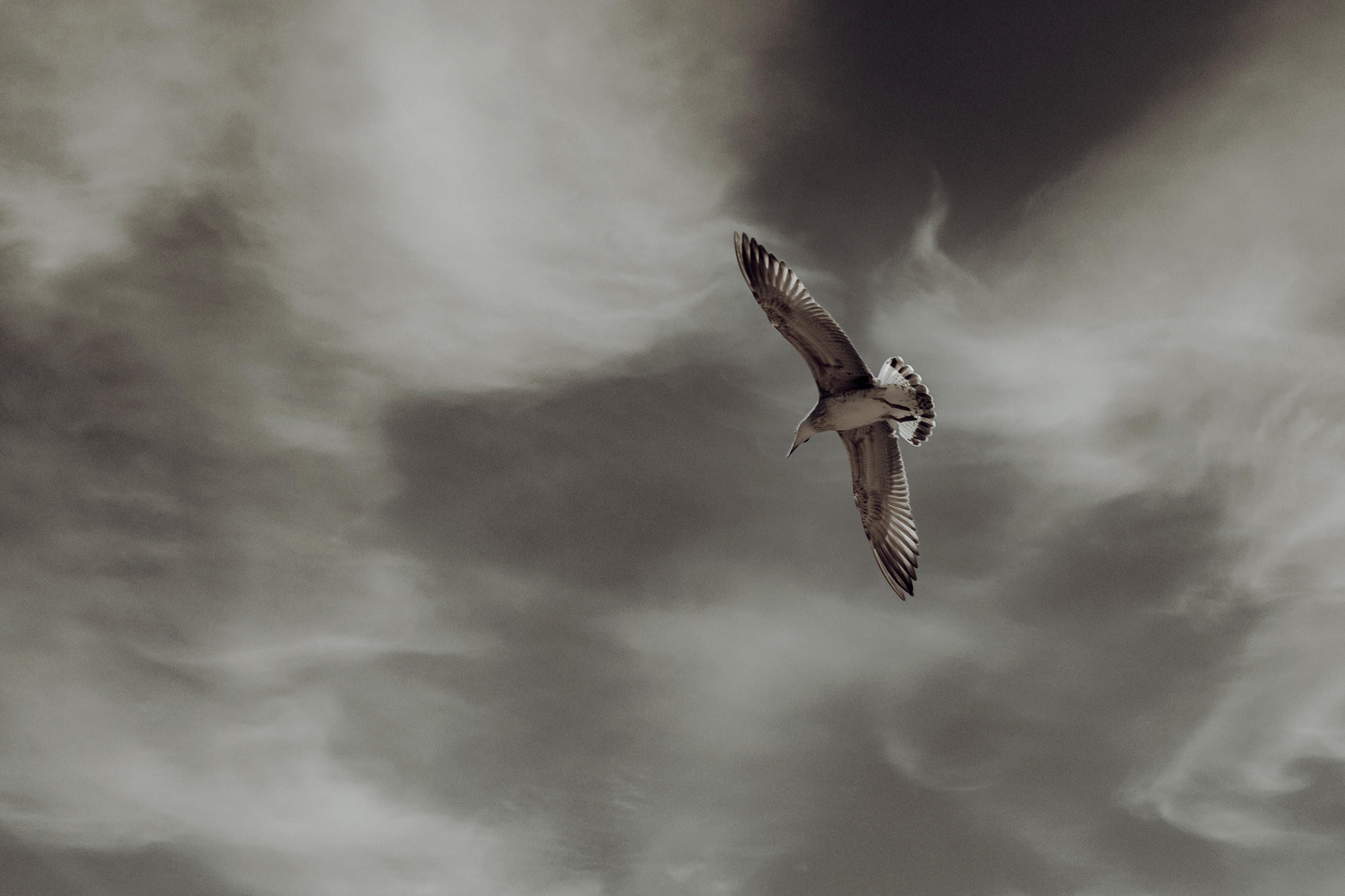 bird in flight against dramatic cloud background