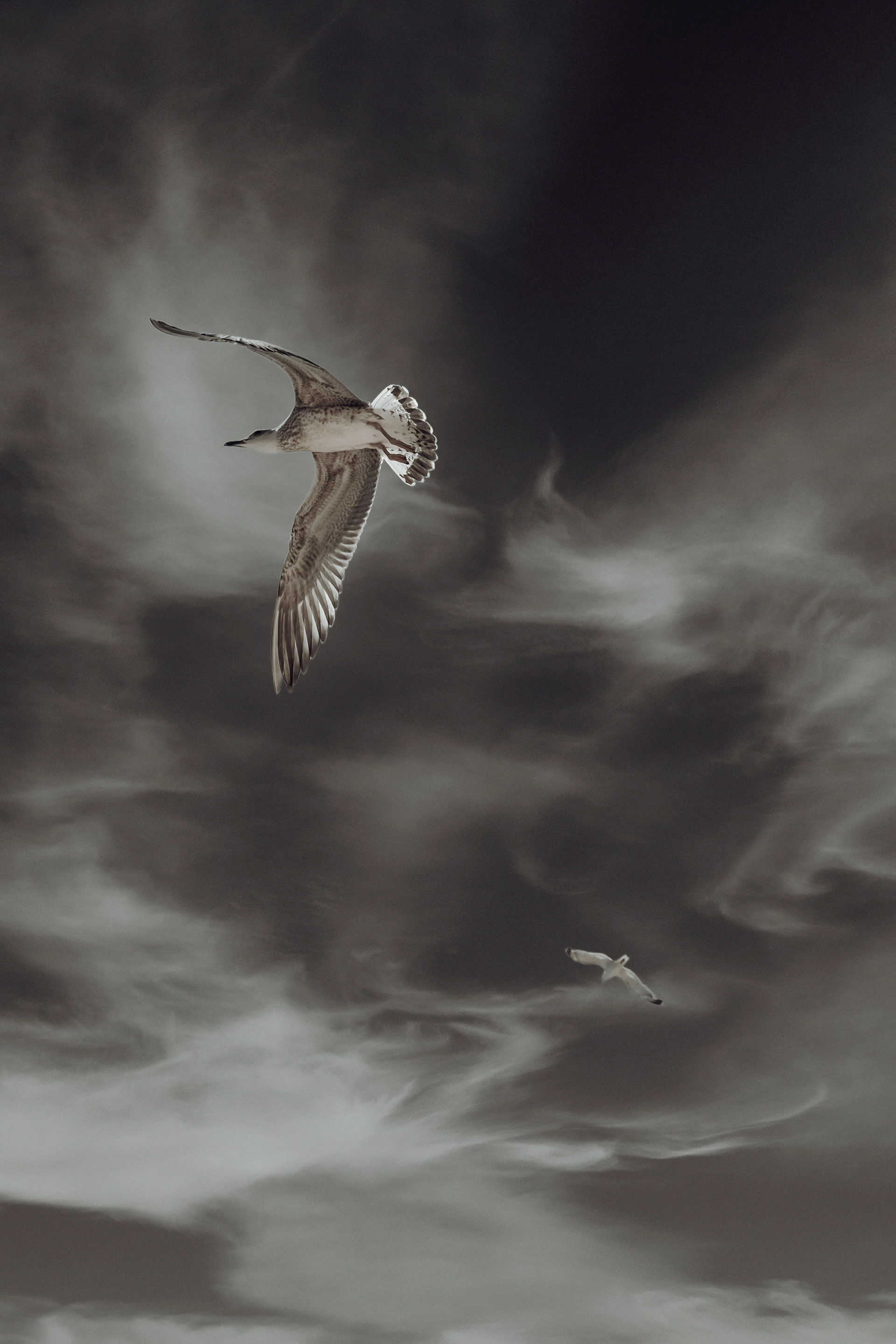 bird flying through layered cloud formations