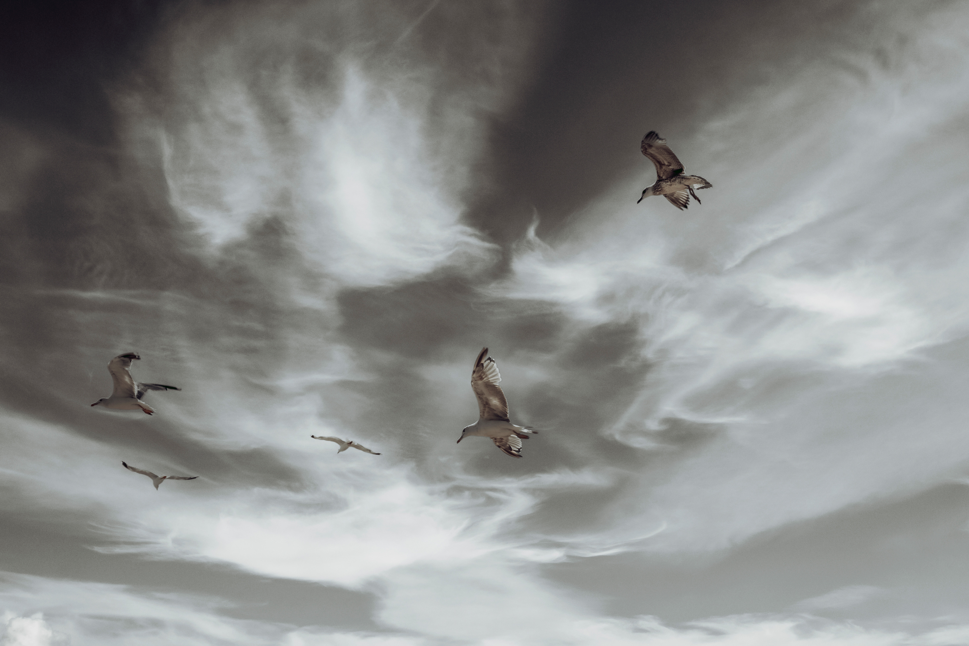 group of birds flying conceptual photography