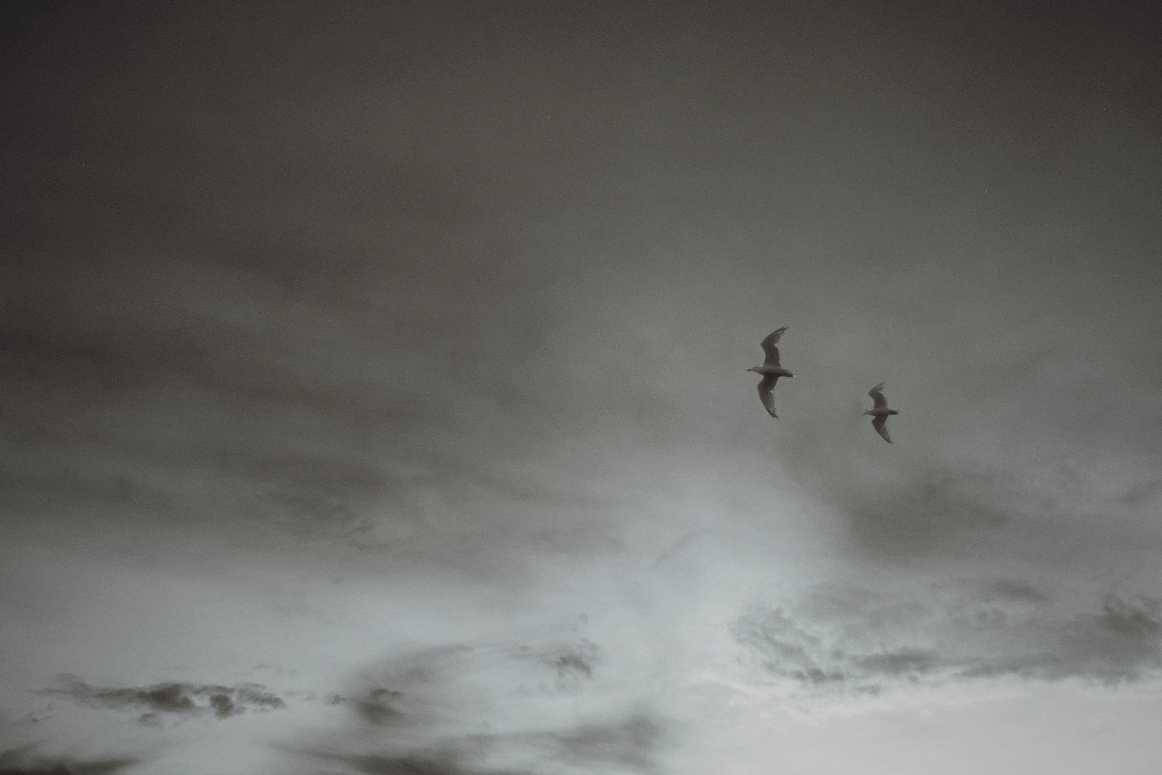 distant birds fading into soft cloud horizon