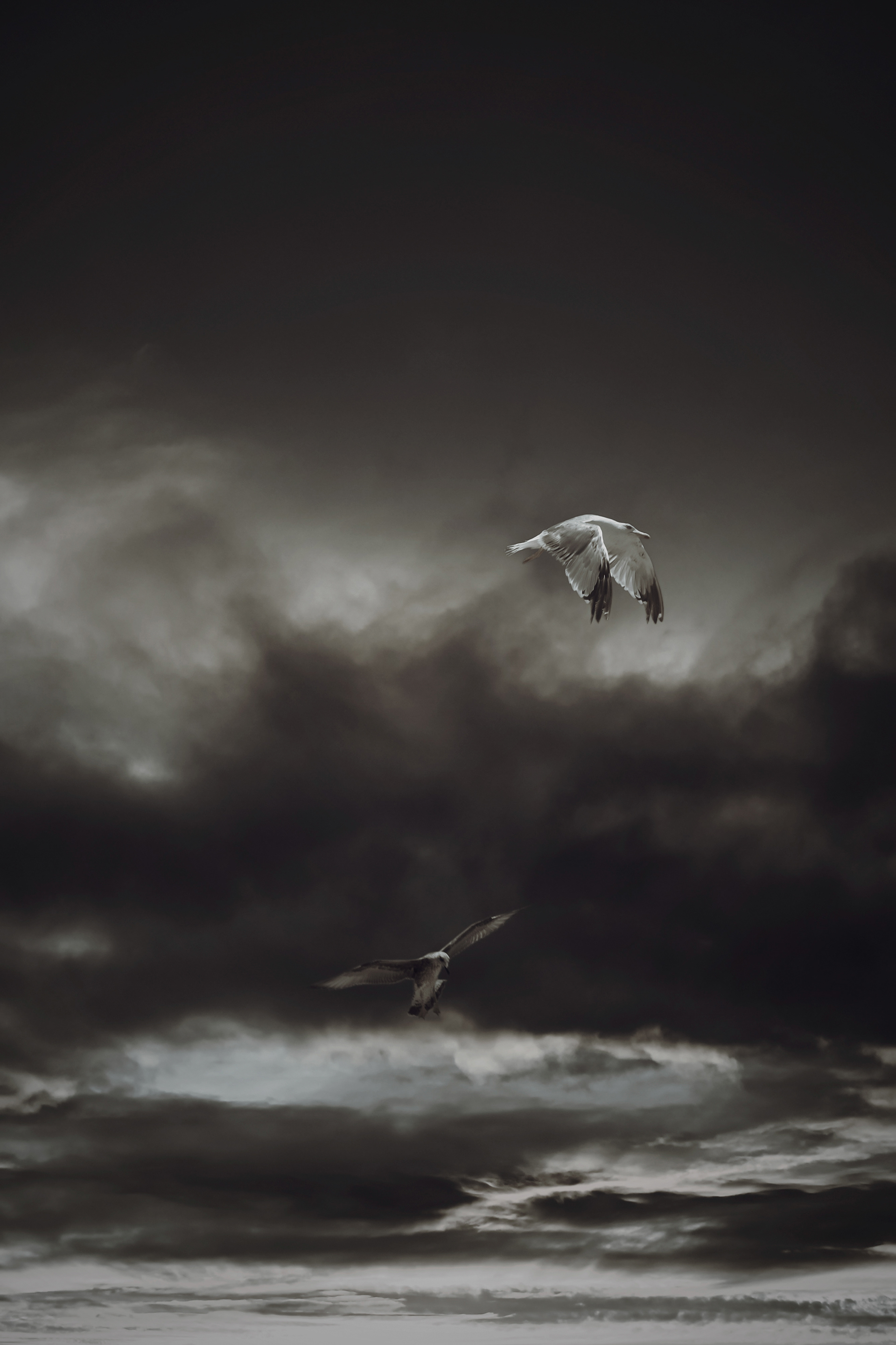 birds flying through dark atmospheric clouds