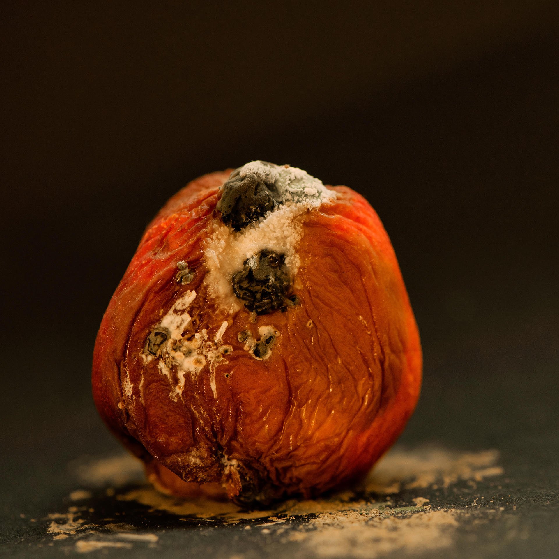 red mouldy citrus fruit still life on dark background