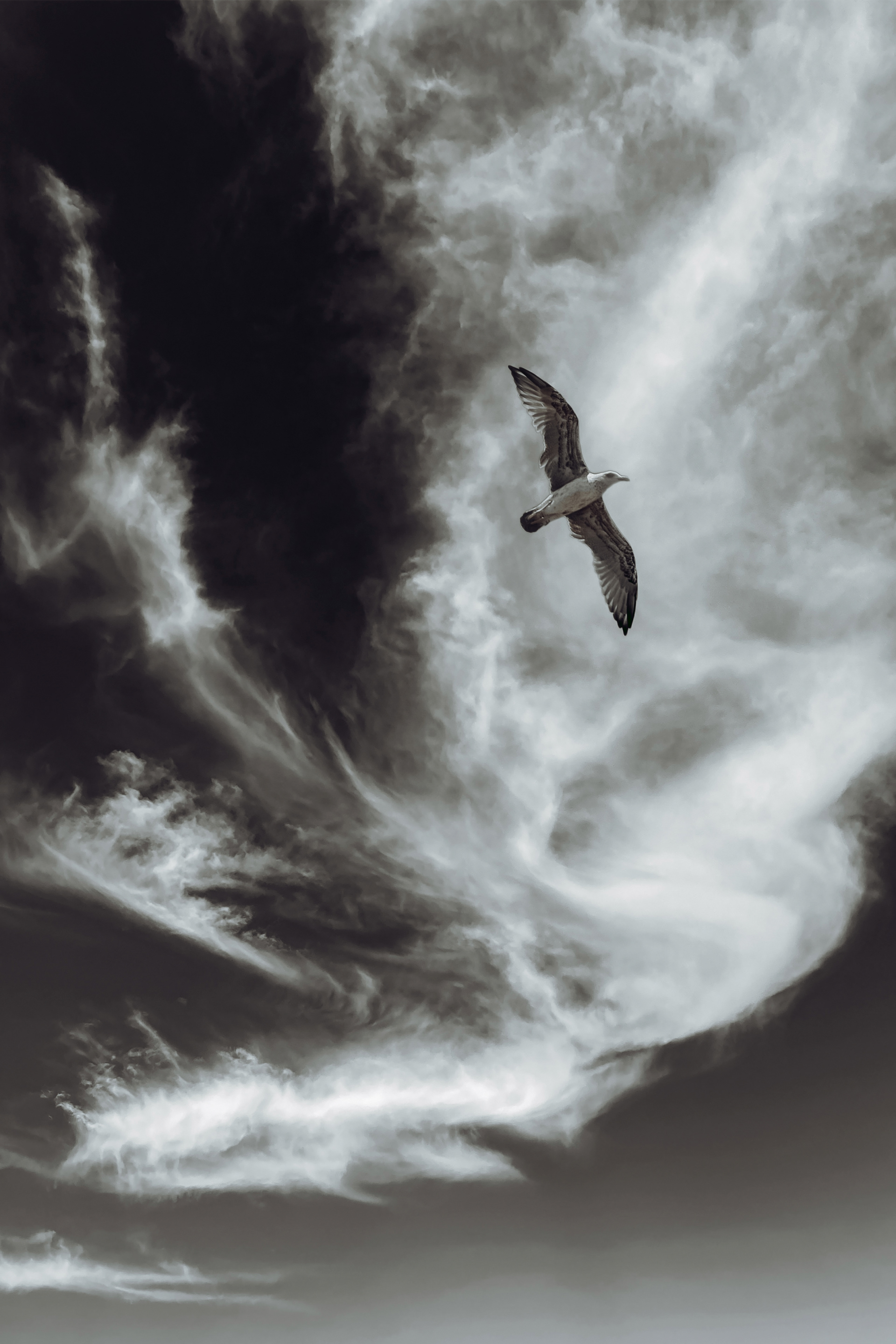 bird flying through vertical cloud formation