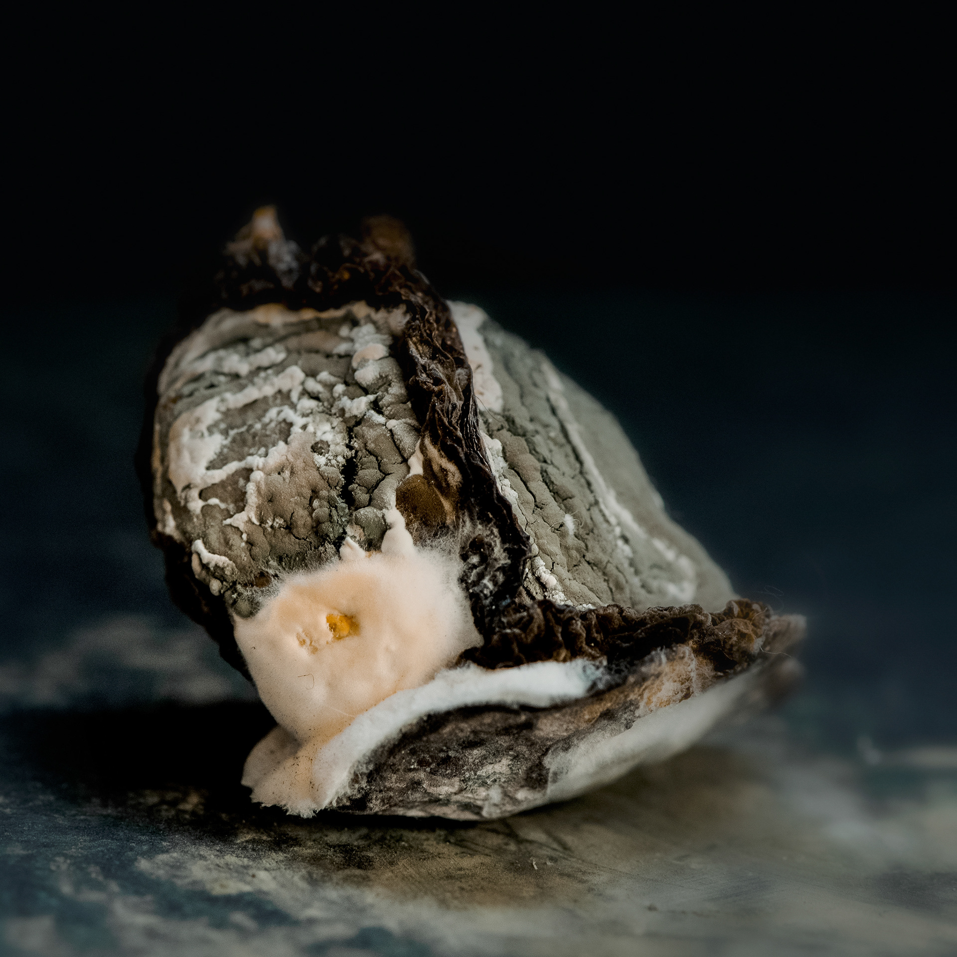cut mouldy citrus fragment arranged as still life study