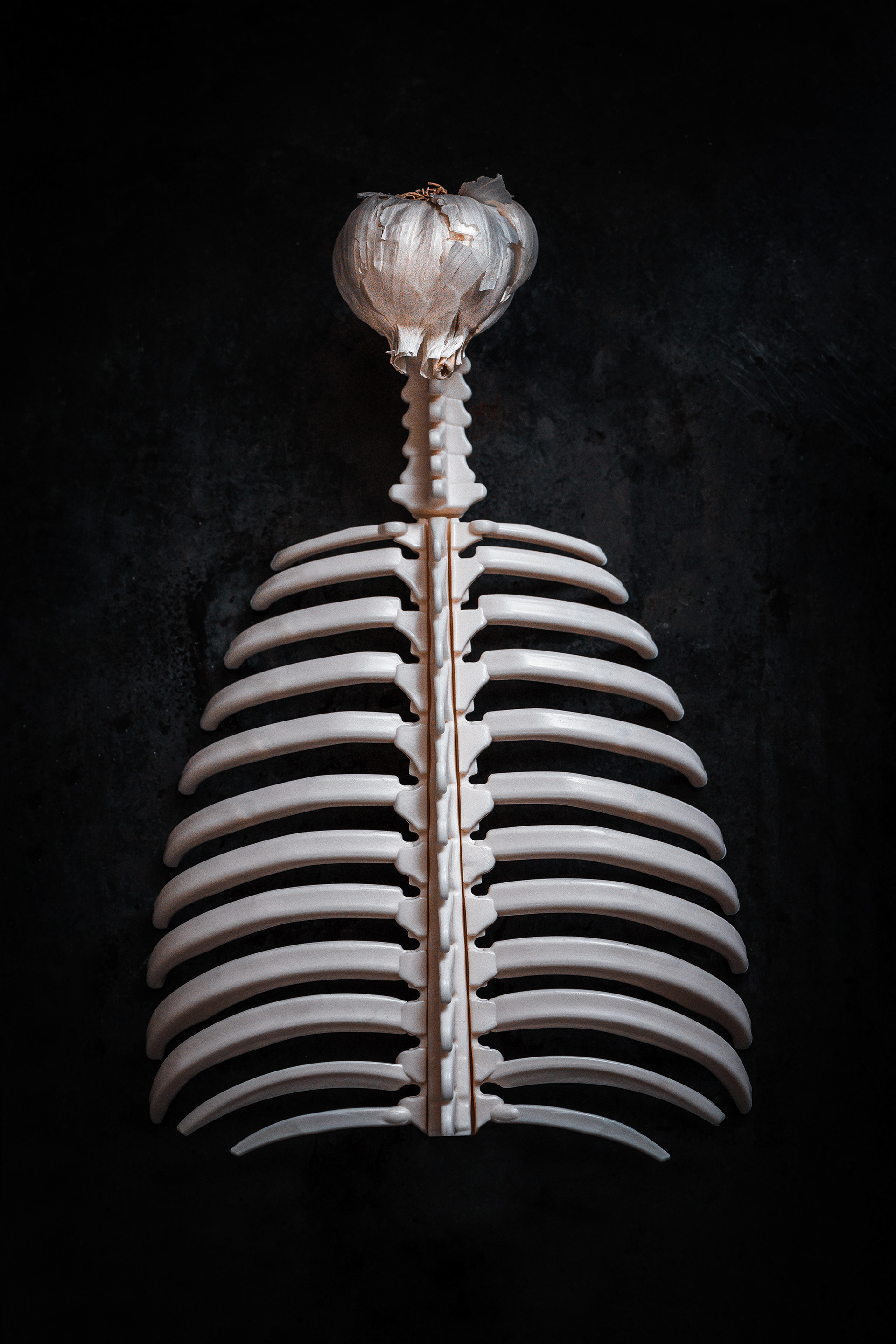 conceptual still life with ribcage and garlic referencing anatomy