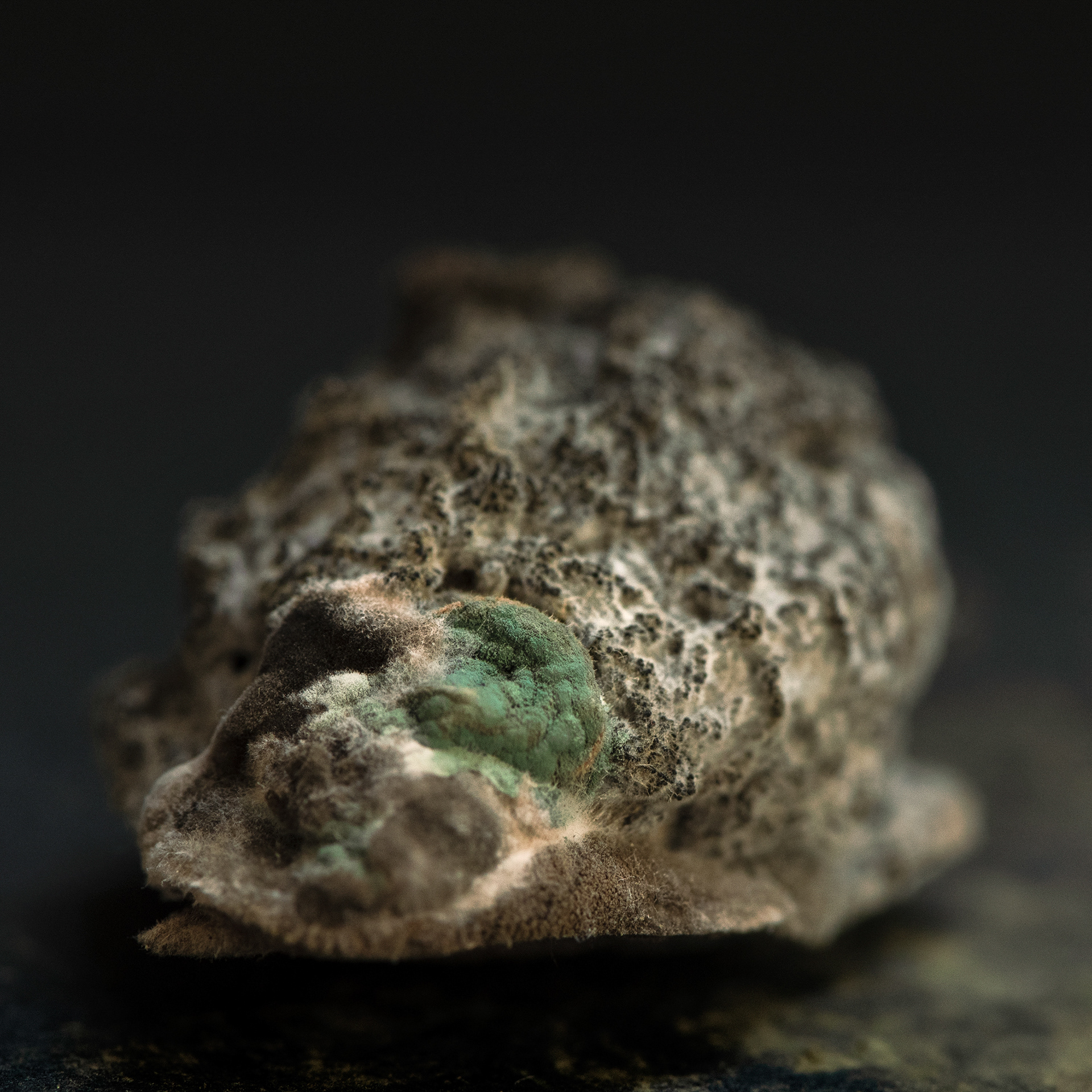 organic mould texture on citrus surface close study