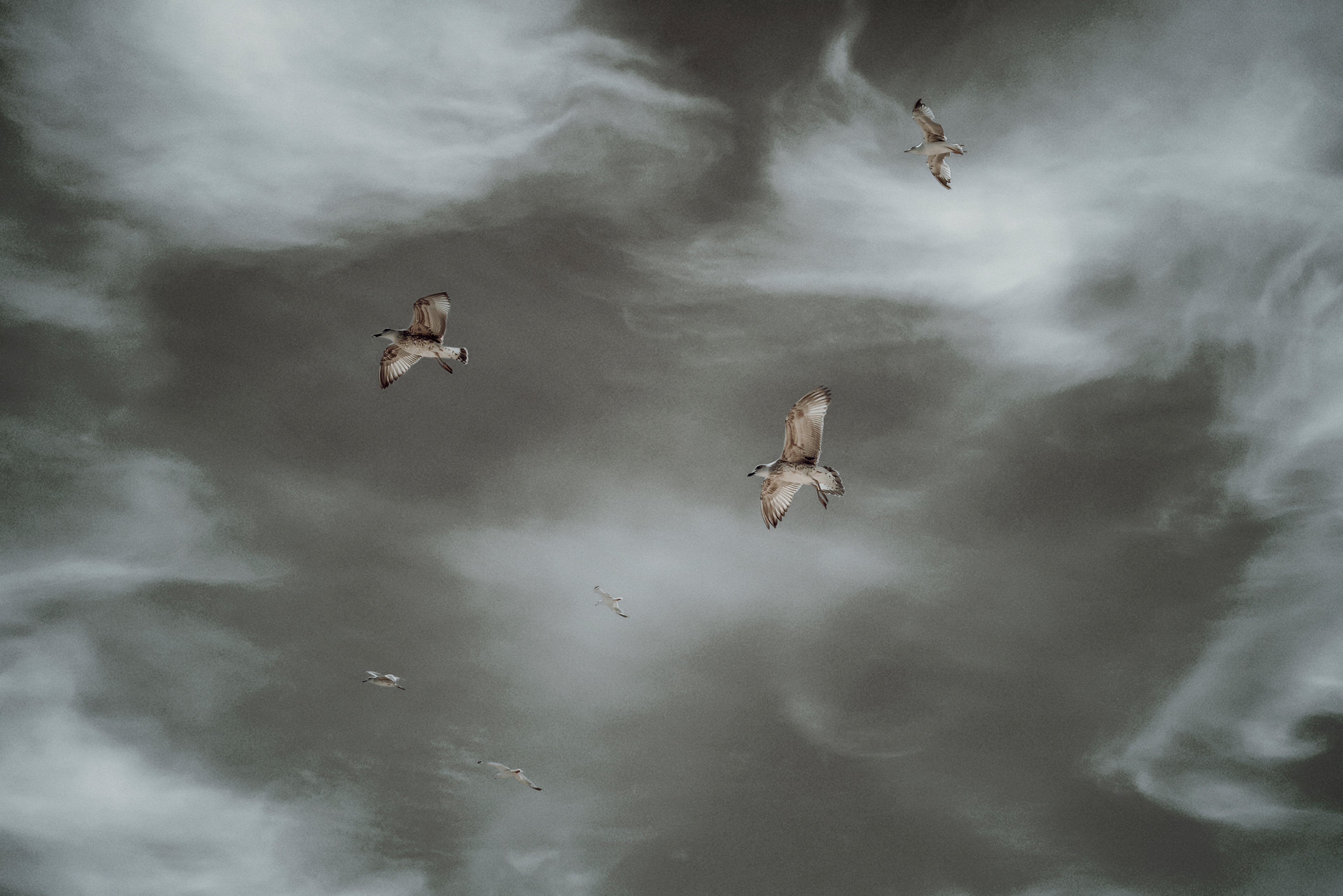 group of birds balanced within cloud formations
