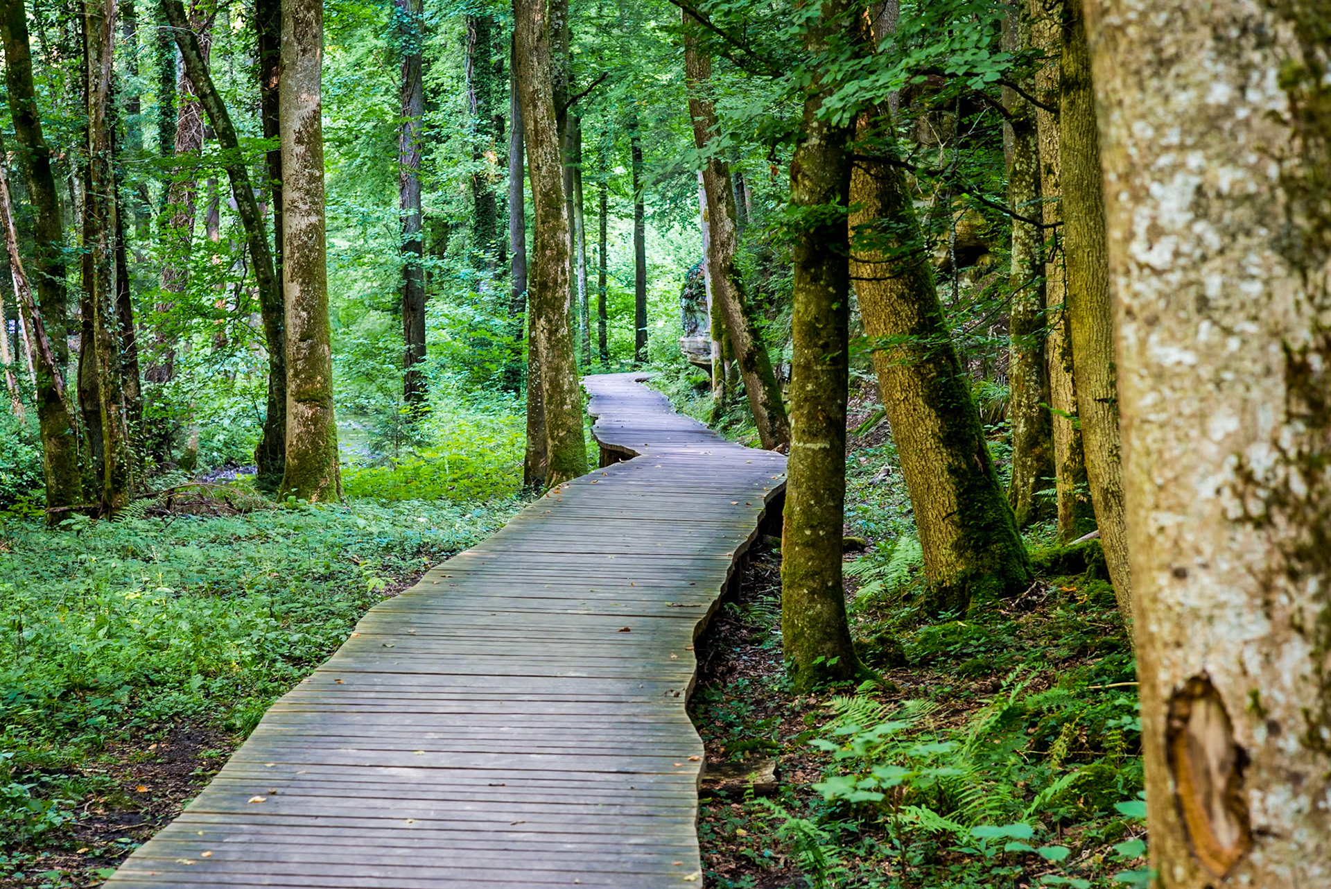 013 Chemin de bois dans les forêts du Mullerthal, Luxembourg