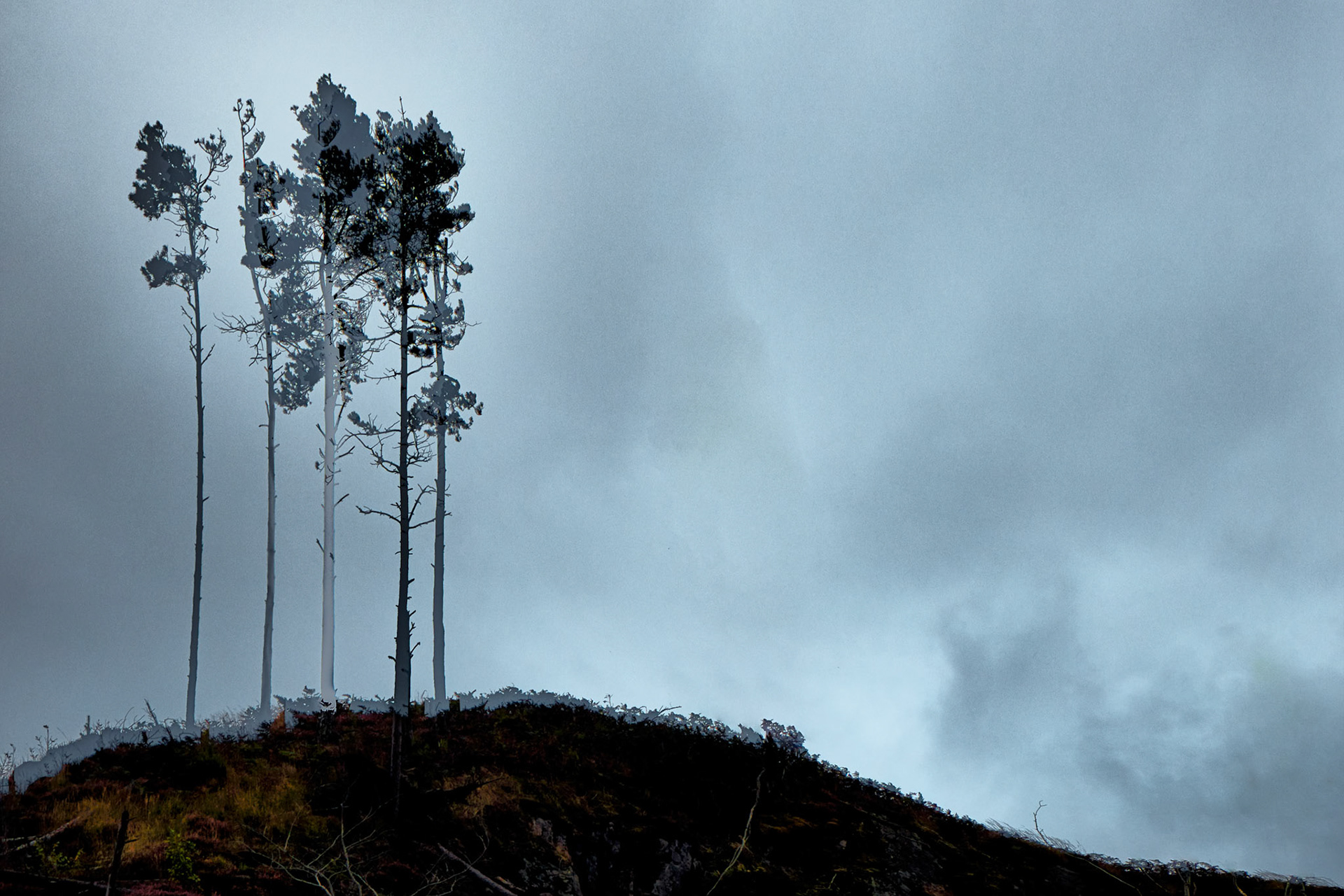 Scotched Pines